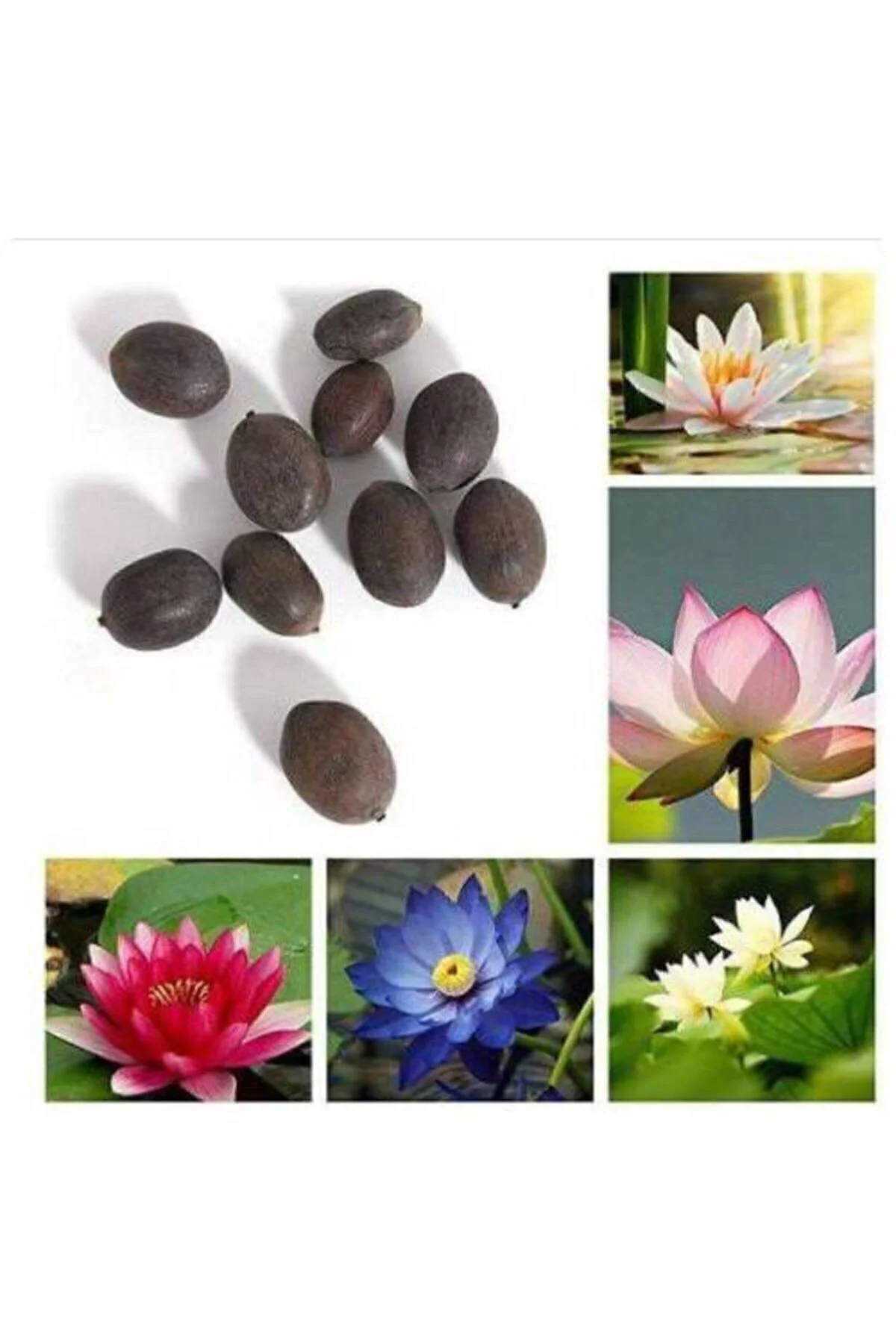 Nadir Ithal Lotus Tohumu 20 Tohum Lotus Çiçeği Tohumu Nilüfer Tohumu Su Zambağı Tohumu Zambak Tohumu
