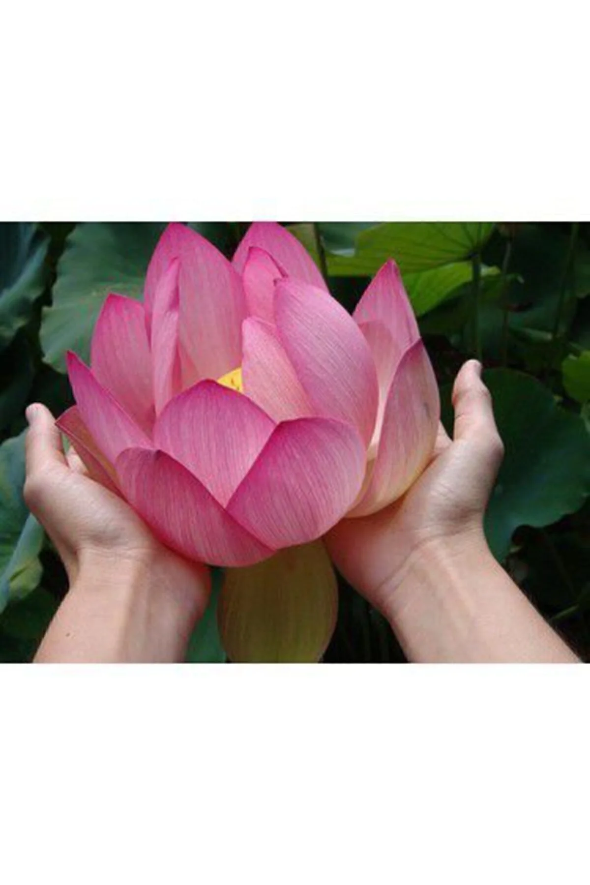 Nadir Ithal Lotus Tohumu 20 Tohum Lotus Çiçeği Tohumu Nilüfer Tohumu Su Zambağı Tohumu Zambak Tohumu