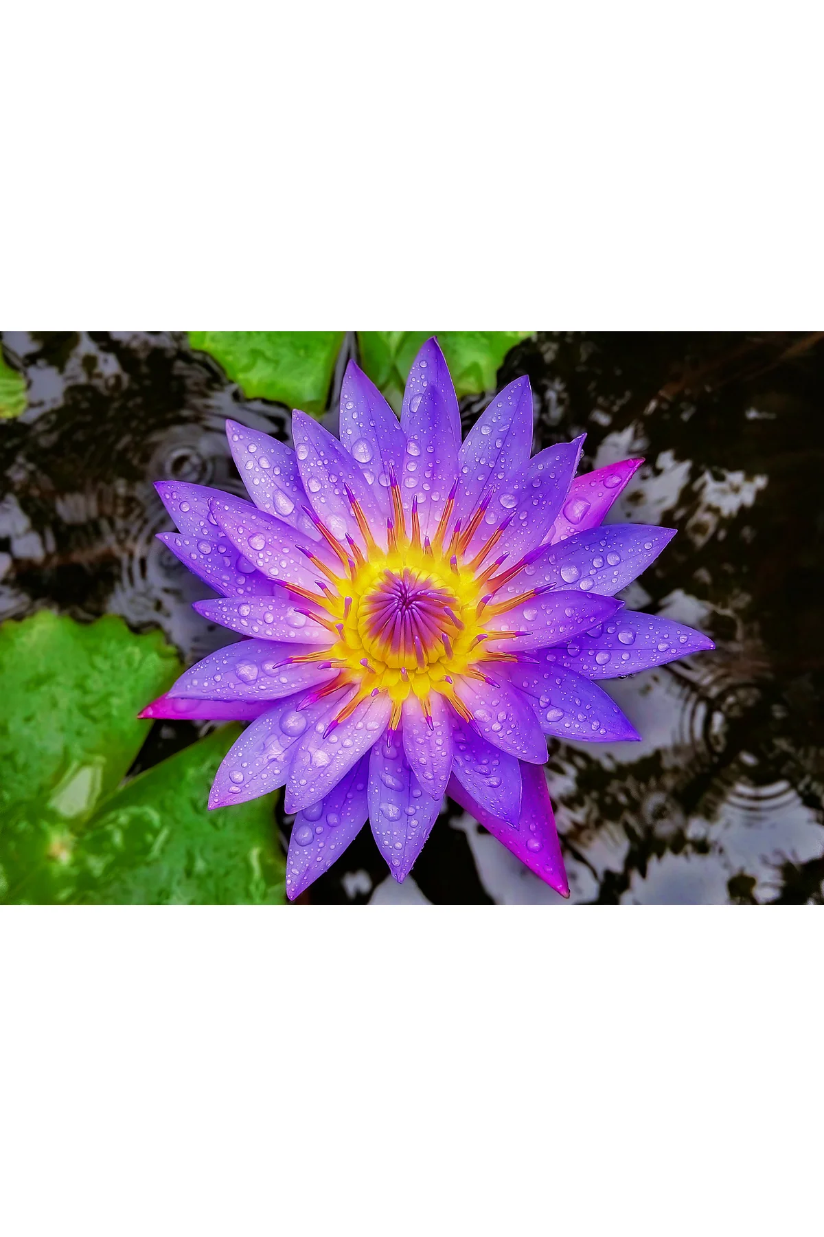 Nadir Mavi Renk Lotus Çiçeği Tohumu 3 Adet Egzotik Blue Lotus Fiyatı, Yorumları ve Özellikleri
