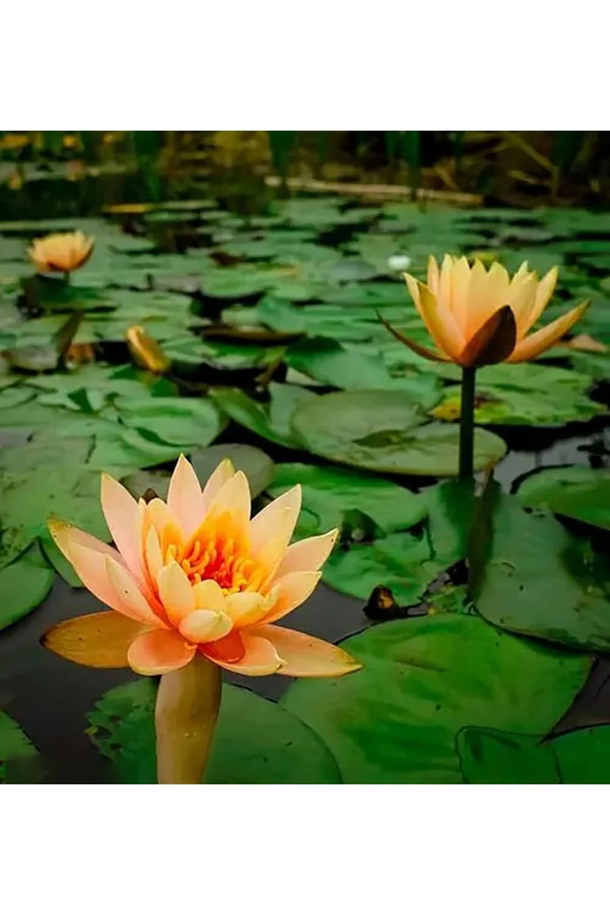 Nadir Turuncu Renk Lotus Çiçeği Tohumu 3 Adet Egzotik Orange Lotus Fiyatı, Yorumları ve Özellikleri