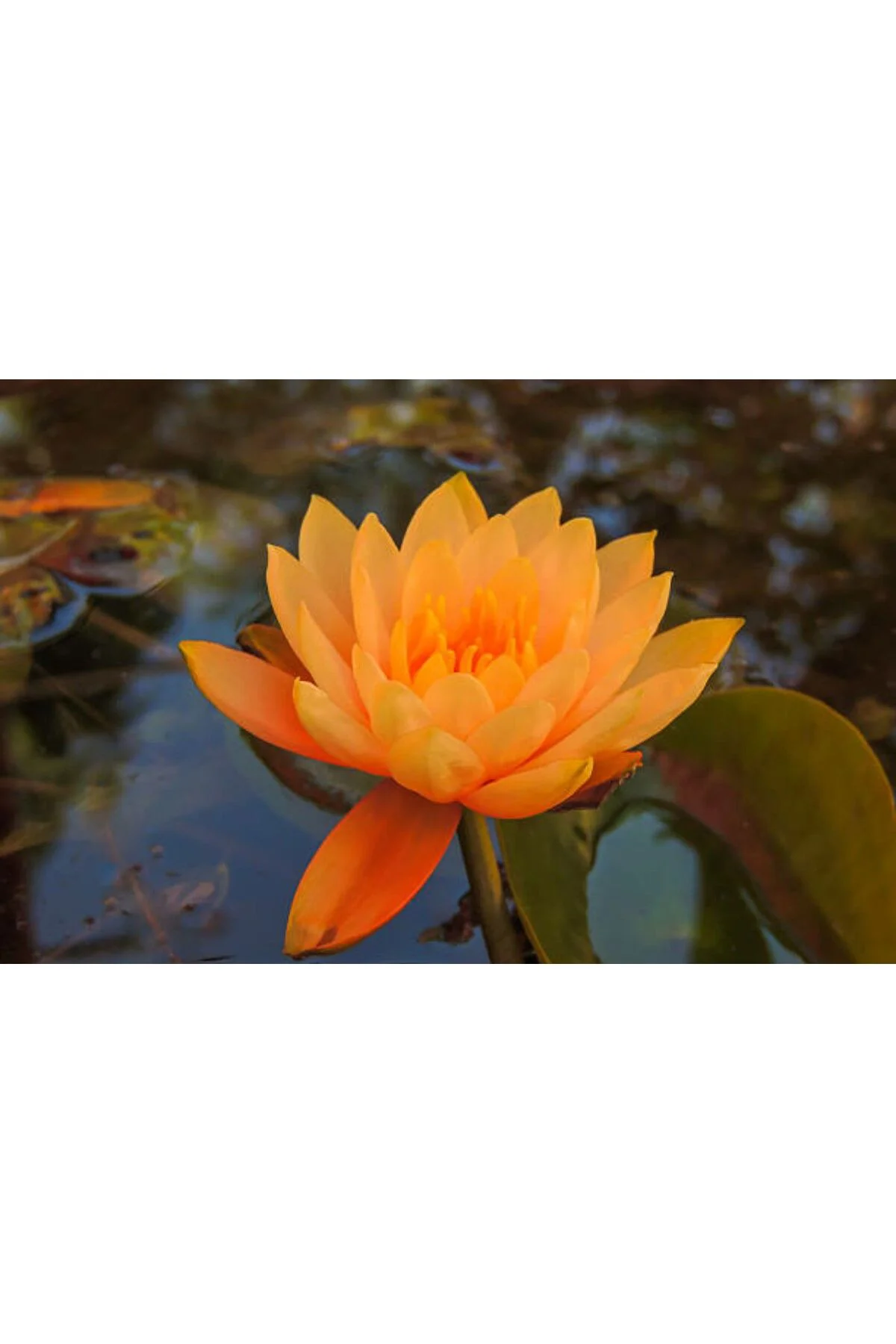 Nadir Turuncu Renk Lotus Çiçeği Tohumu 3 Adet Egzotik Orange Lotus Fiyatı, Yorumları ve Özellikleri