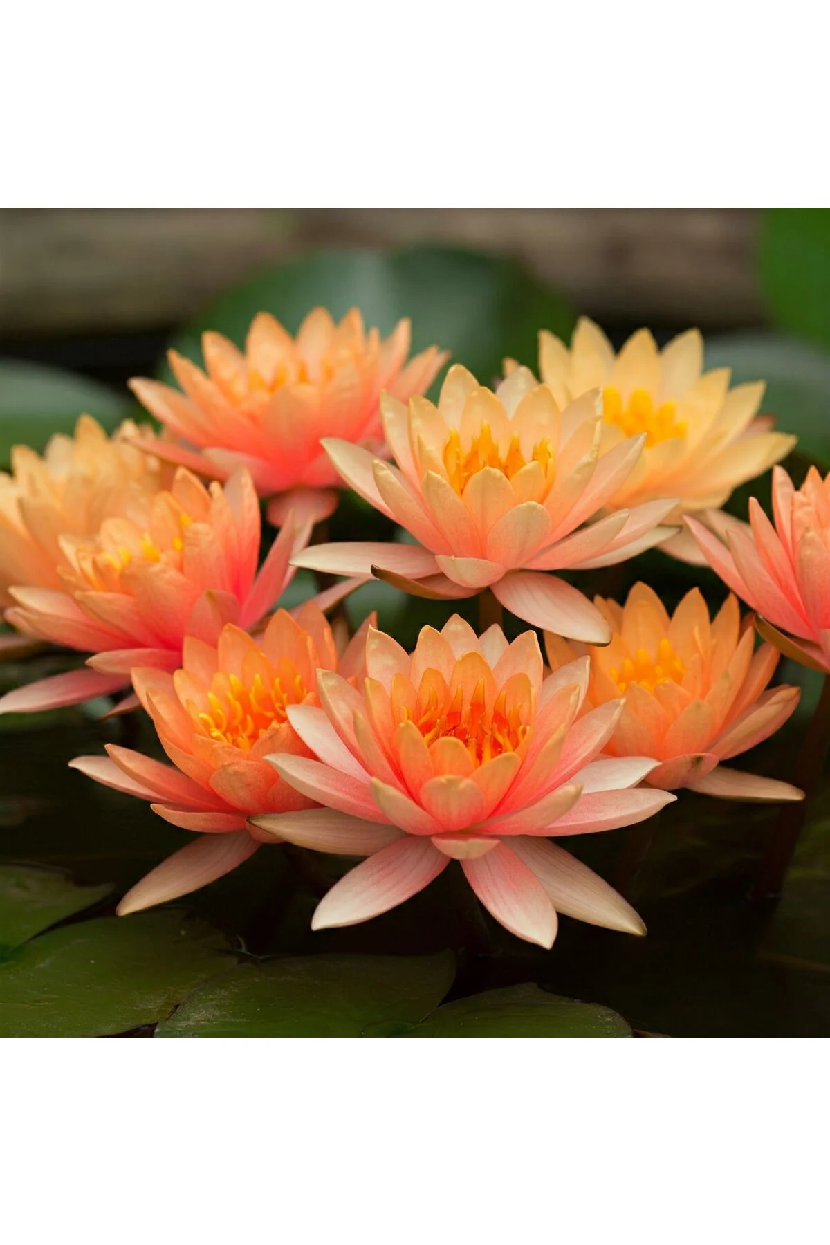 Nadir Turuncu Renk Lotus Çiçeği Tohumu 3 Adet Egzotik Orange Lotus Fiyatı, Yorumları ve Özellikleri