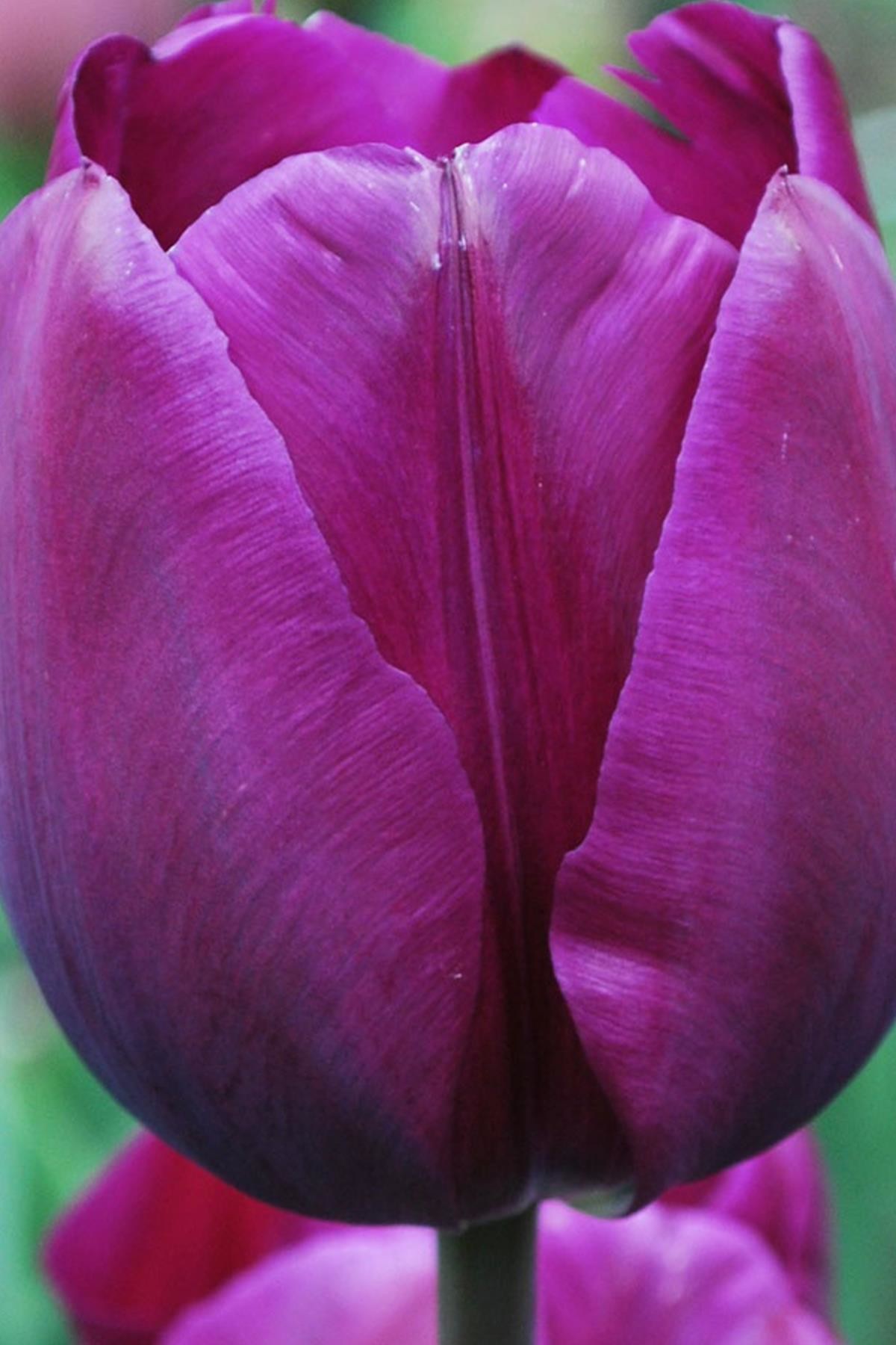 Negrita Mor Lale Soğanı