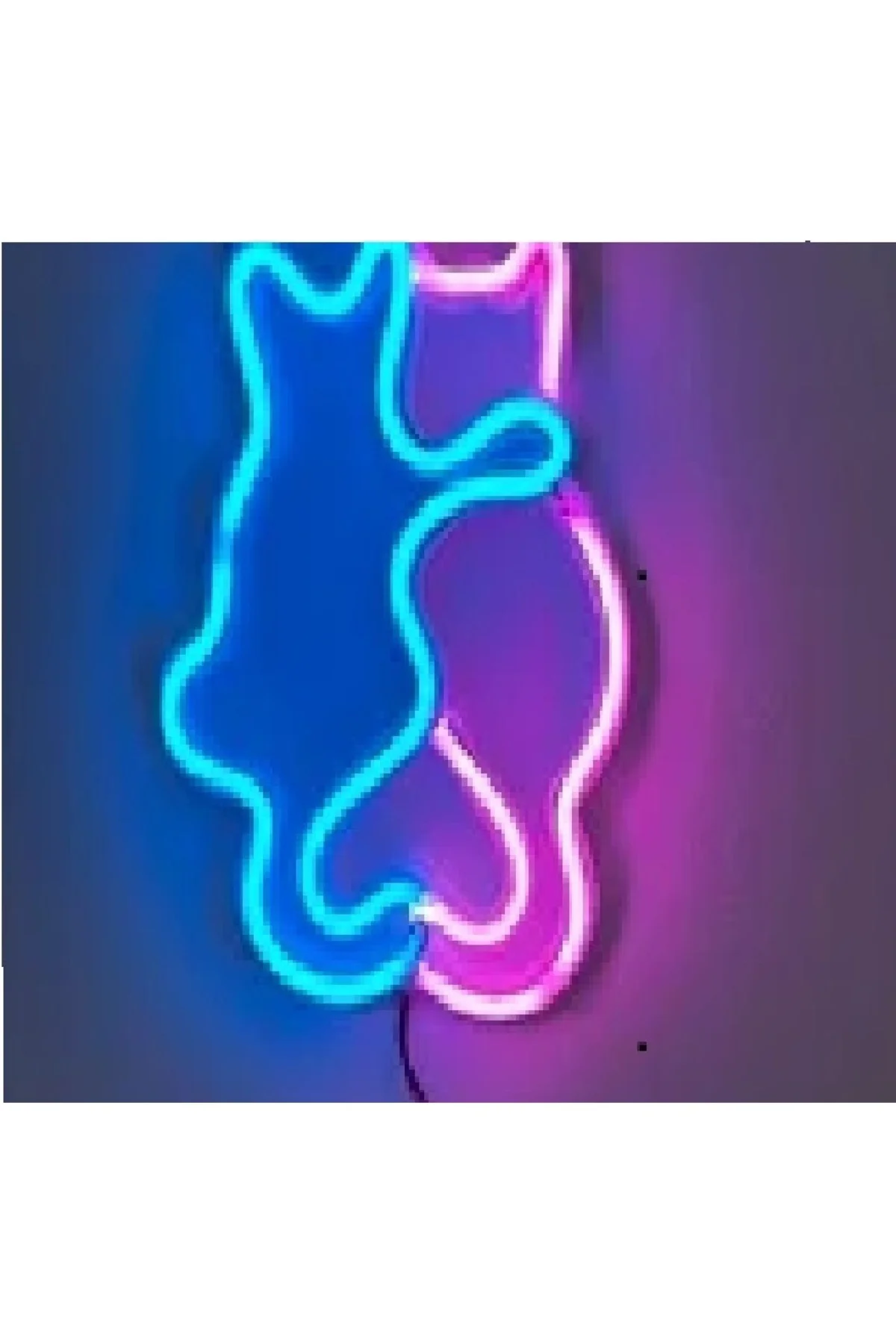 NEON IŞIKLI KEDİLER