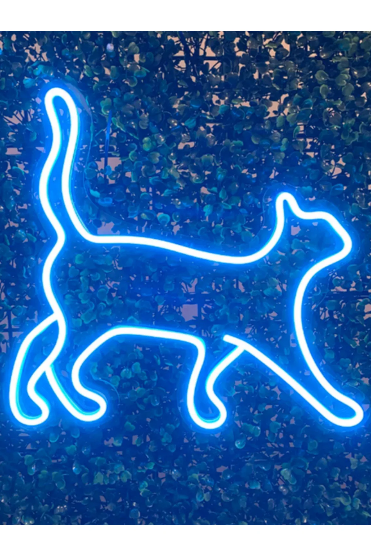 NEON LED IŞIKLI KEDİ