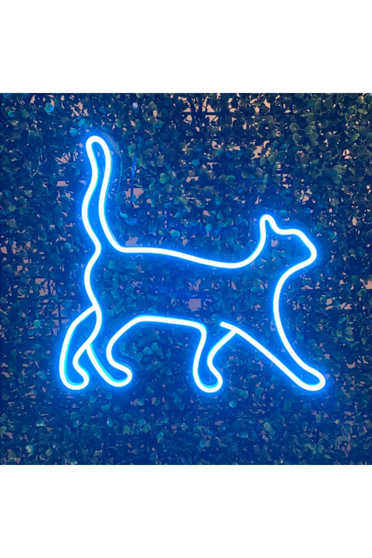 NEON LED IŞIKLI KEDİ