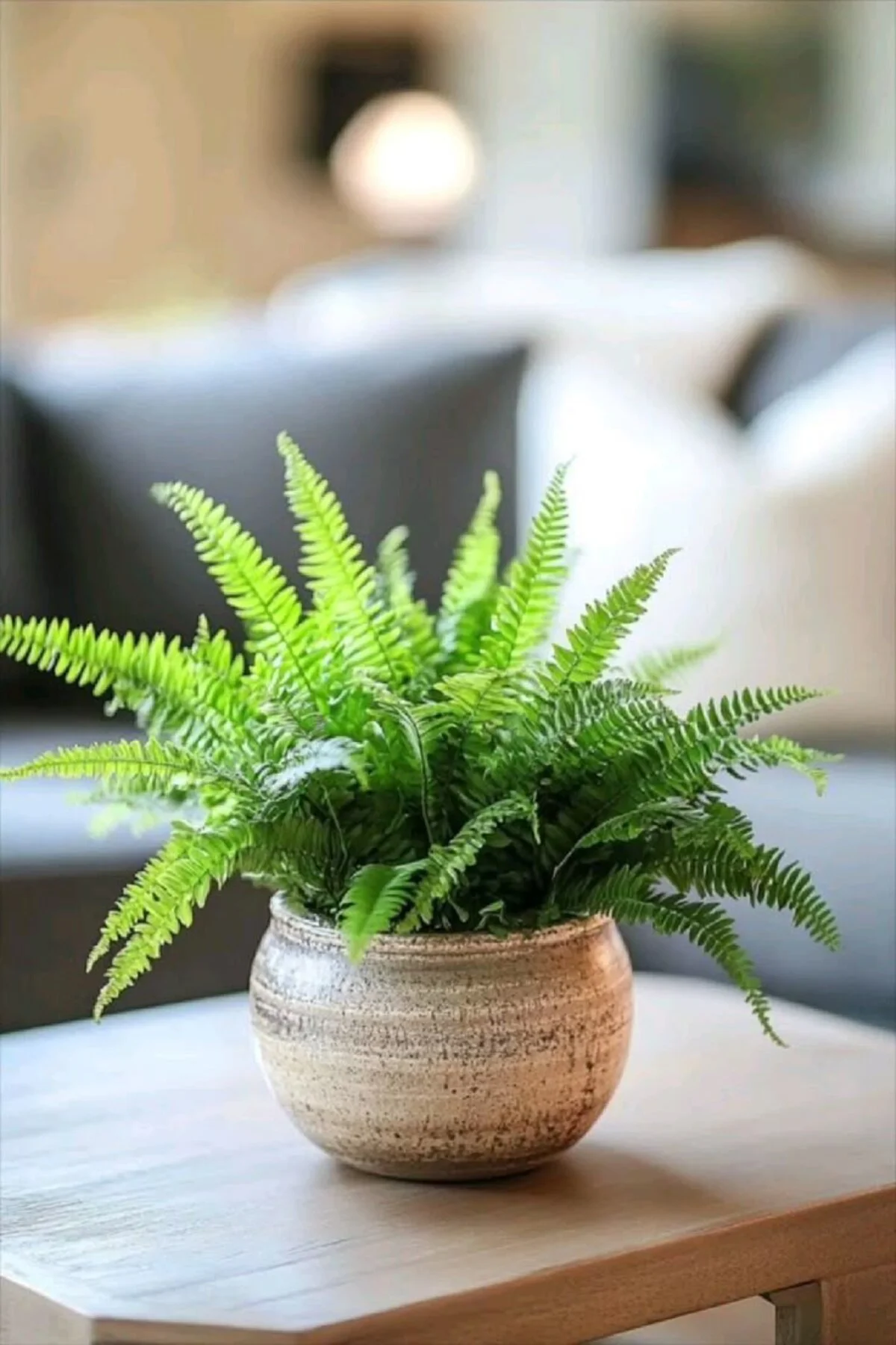 Nephrolepis exaltata - Aşk Merdiveni Orta boy