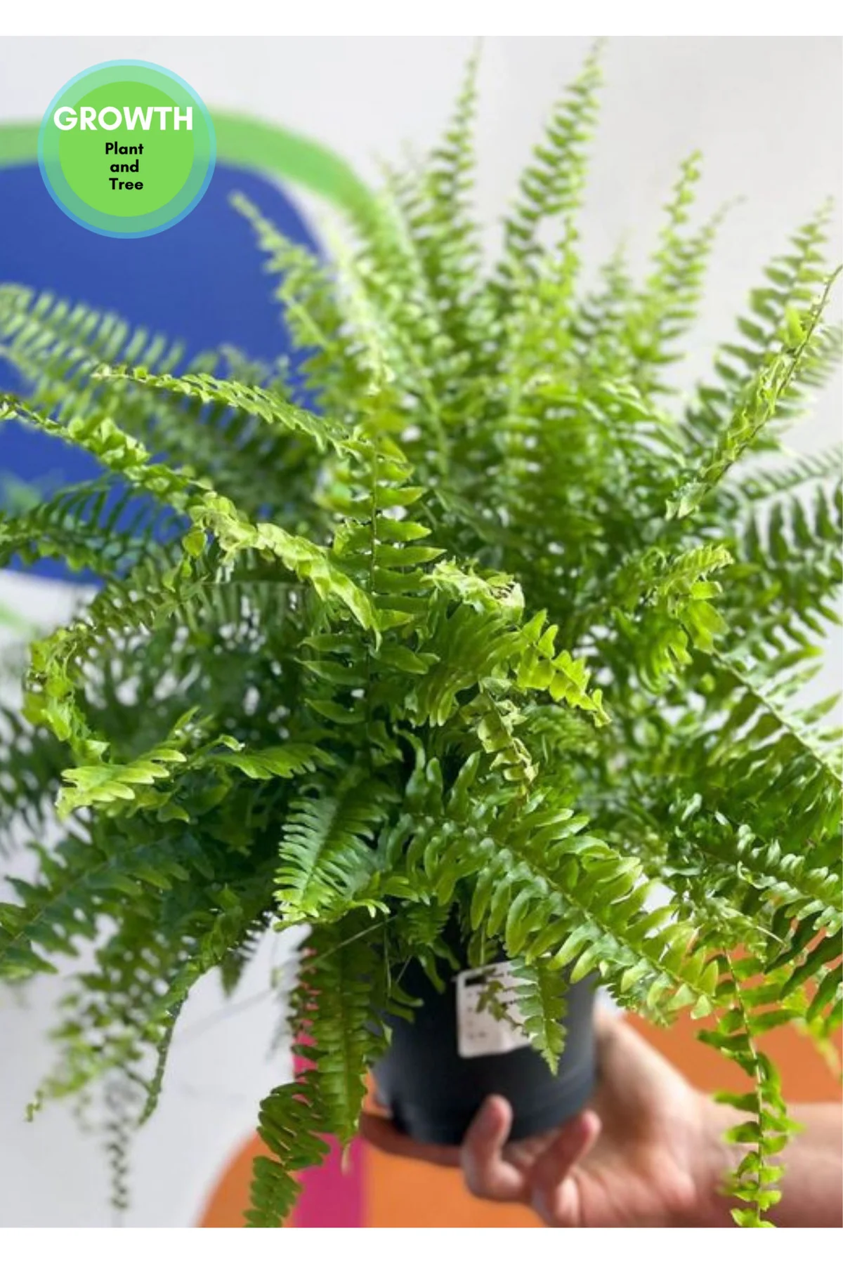 Nephrolepis exaltata - Aşk Merdiveni Orta boy