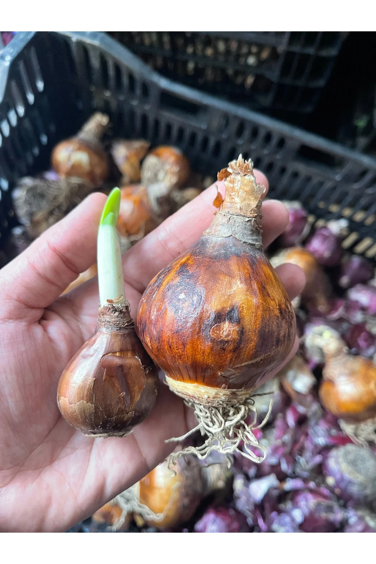 Nergis Çiçeği Nadir Bulunan Katmerli Nergis Paperwhite Model İri Kalibre Büyük Boy Soğan 3 Adet
