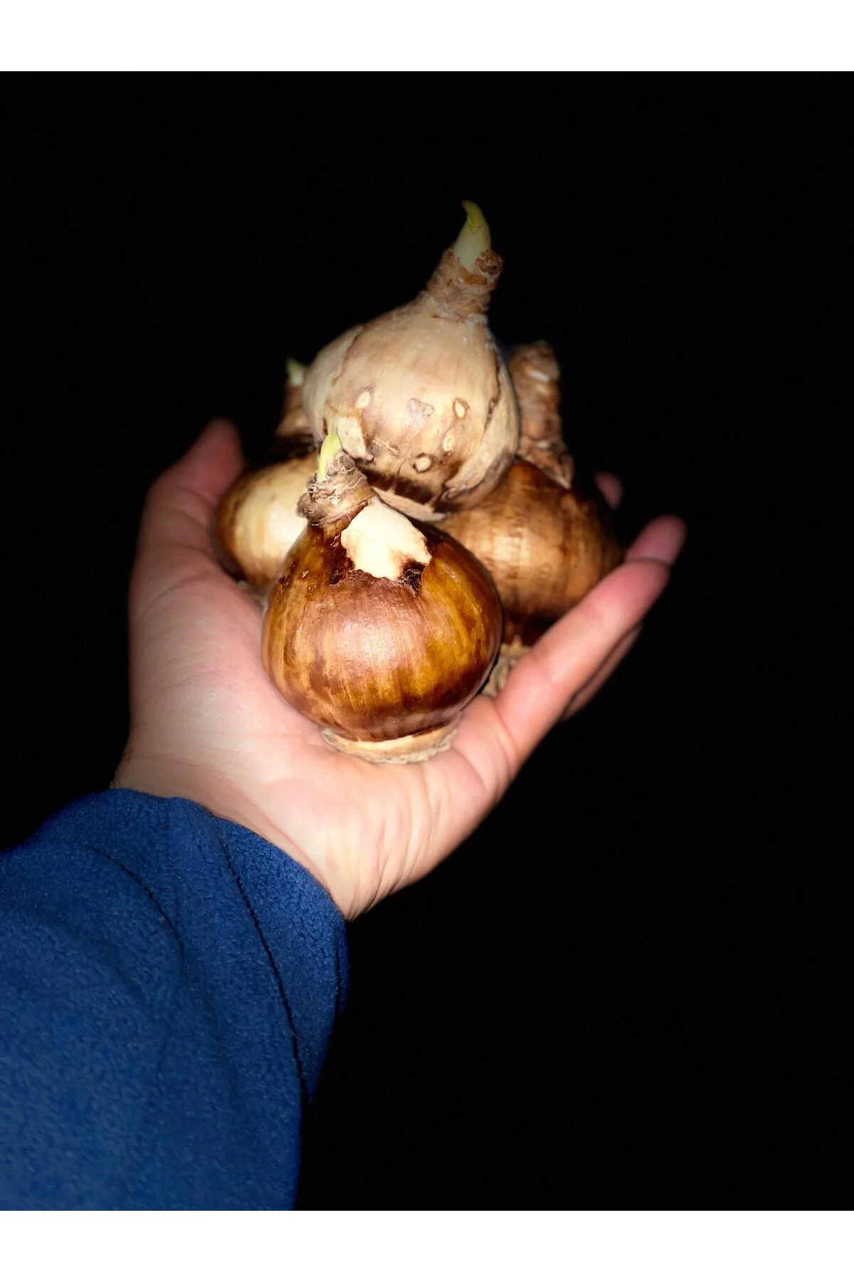 Nergis Çiçek Soğanı İthal İri Boy Duble Soğan 3 Adet