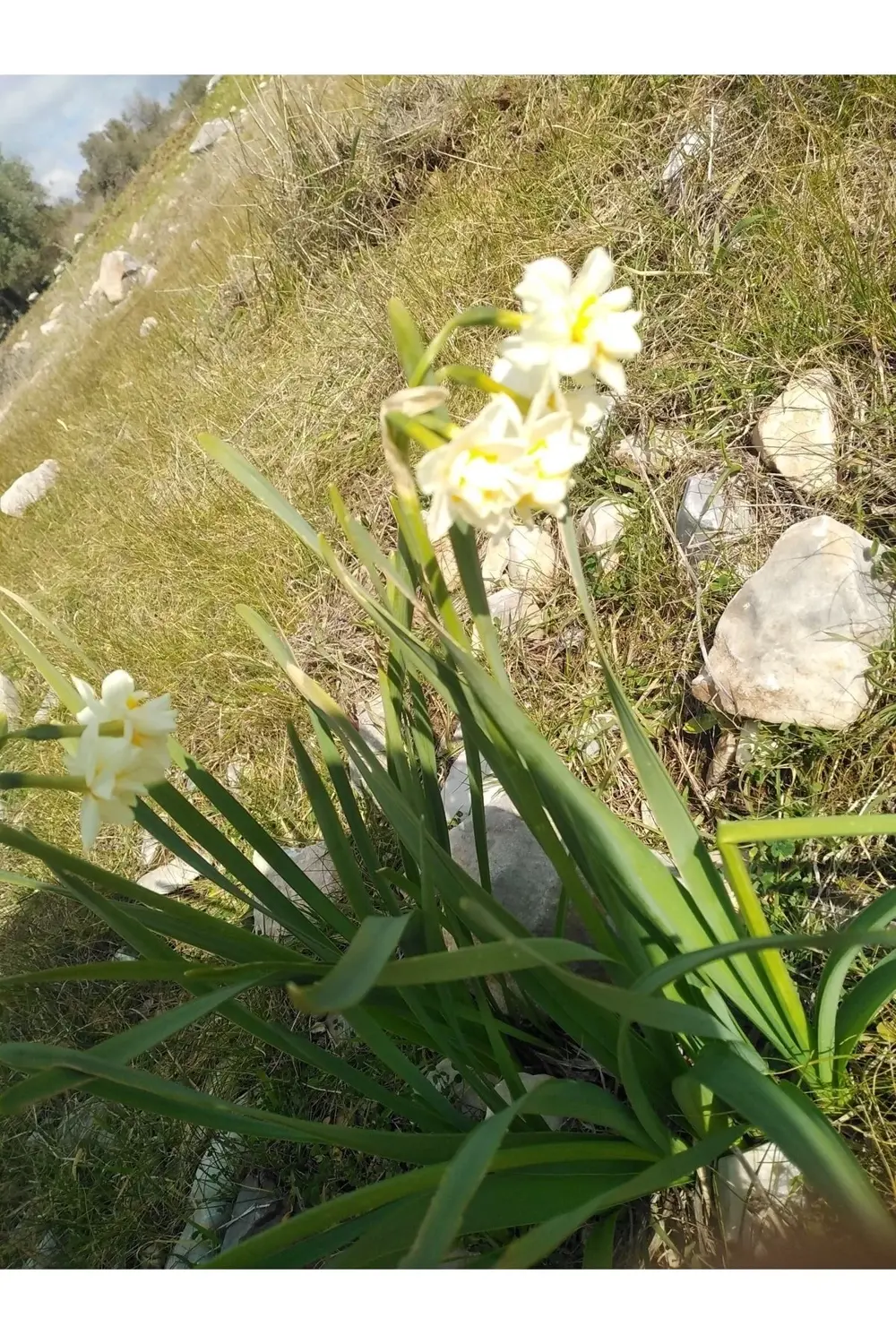 Nergiz Soğanı -5 Adet