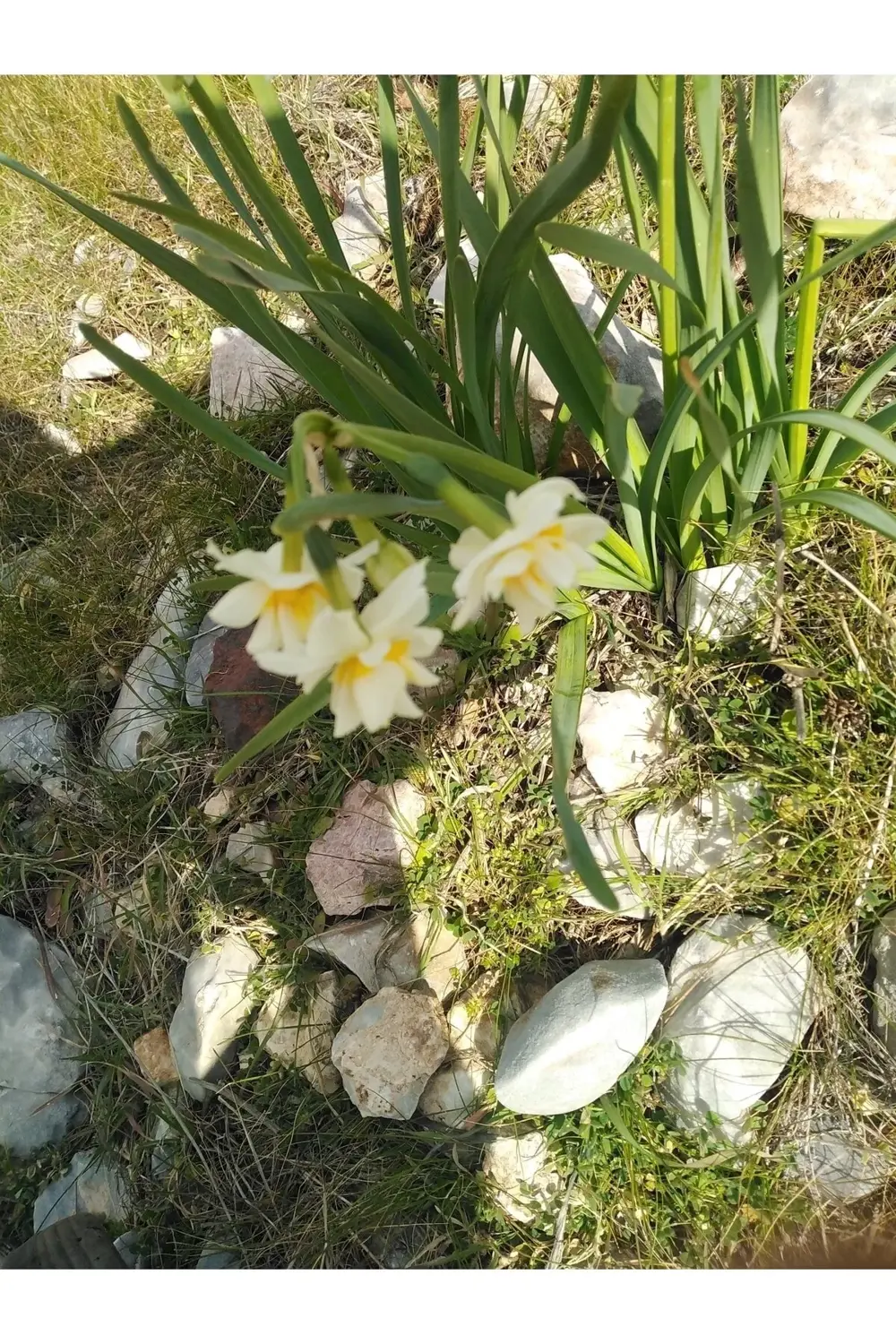 Nergiz Soğanı -5 Adet