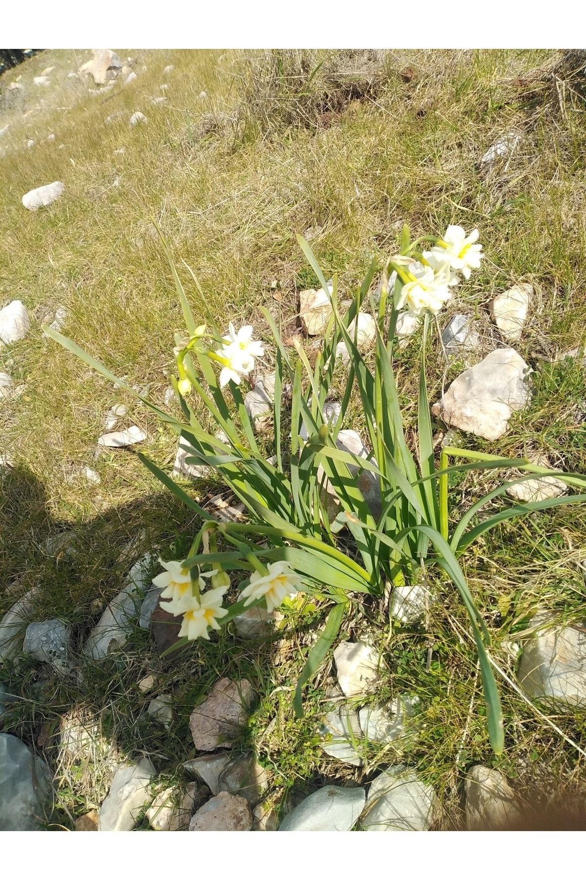 Nergizin Bahçesi Nergiz Soğanı -5 Adet