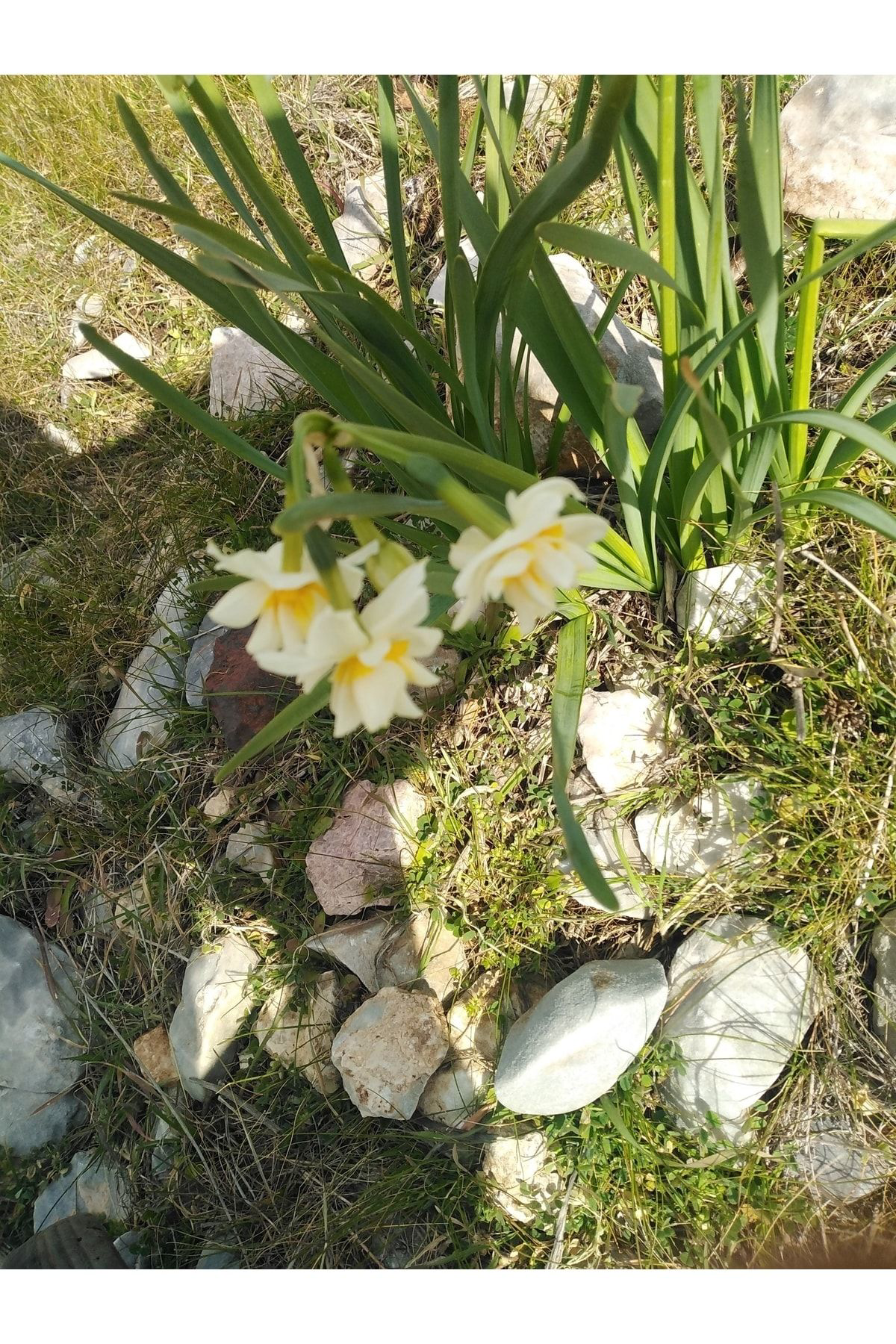 Nergizin Bahçesi Nergiz Soğanı -5 Adet