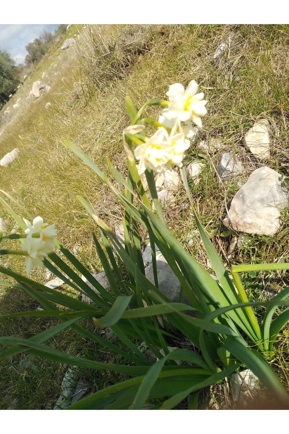 Nergizin Bahçesi Nergiz Soğanı -5 Adet