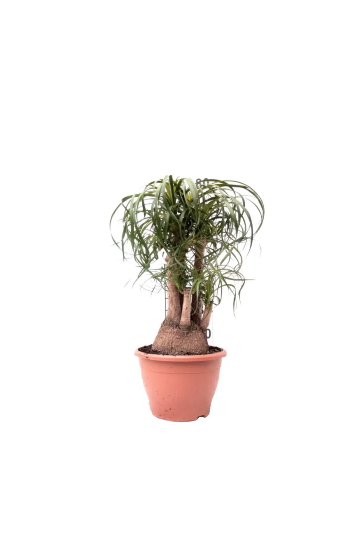 Nolina - Beaucarnea Recurvata - 80 Cm Boyunda