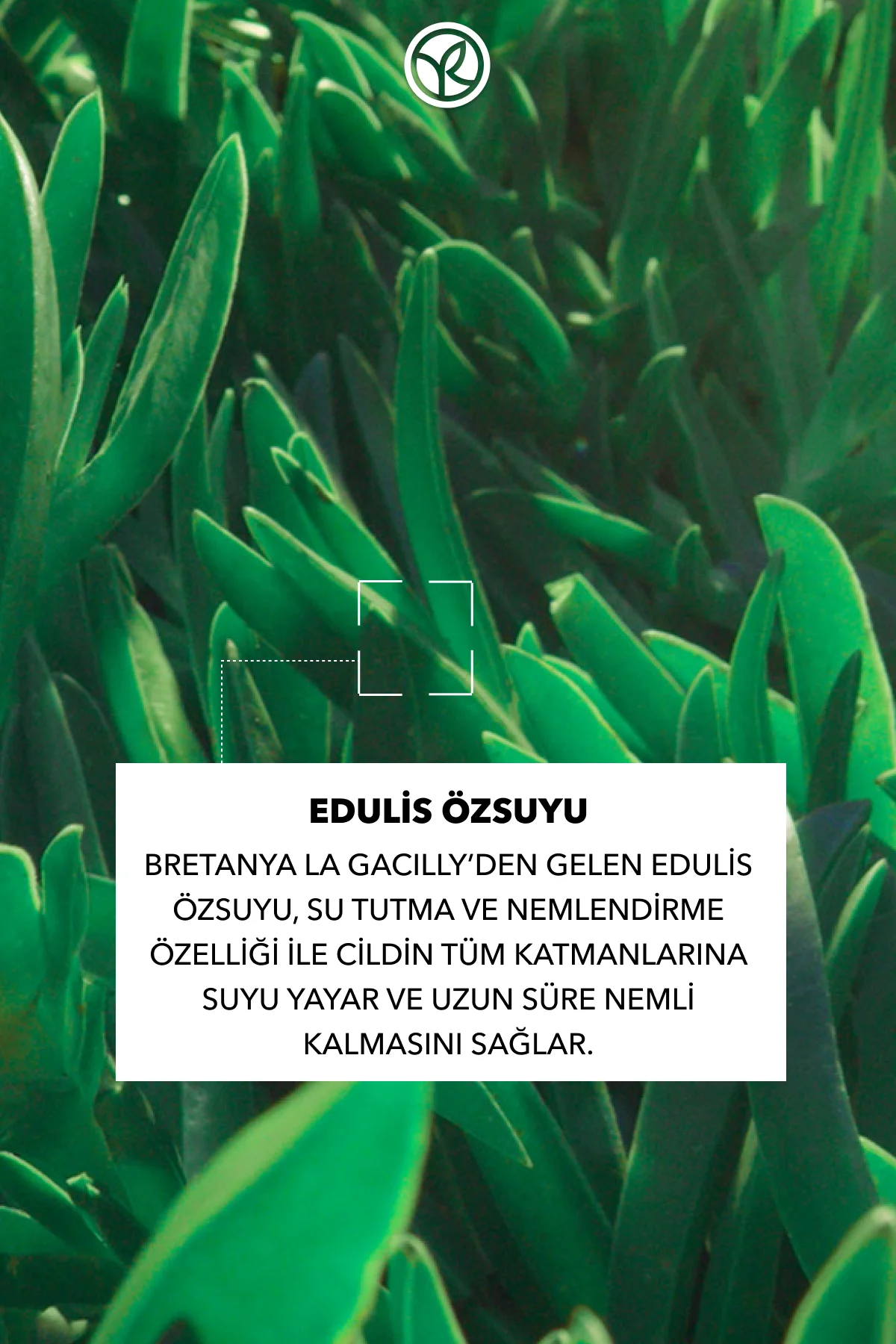 Normal ve Kuru Cilt,Hyaluronik Asit Maske Etkili Krem-Hydra Veget