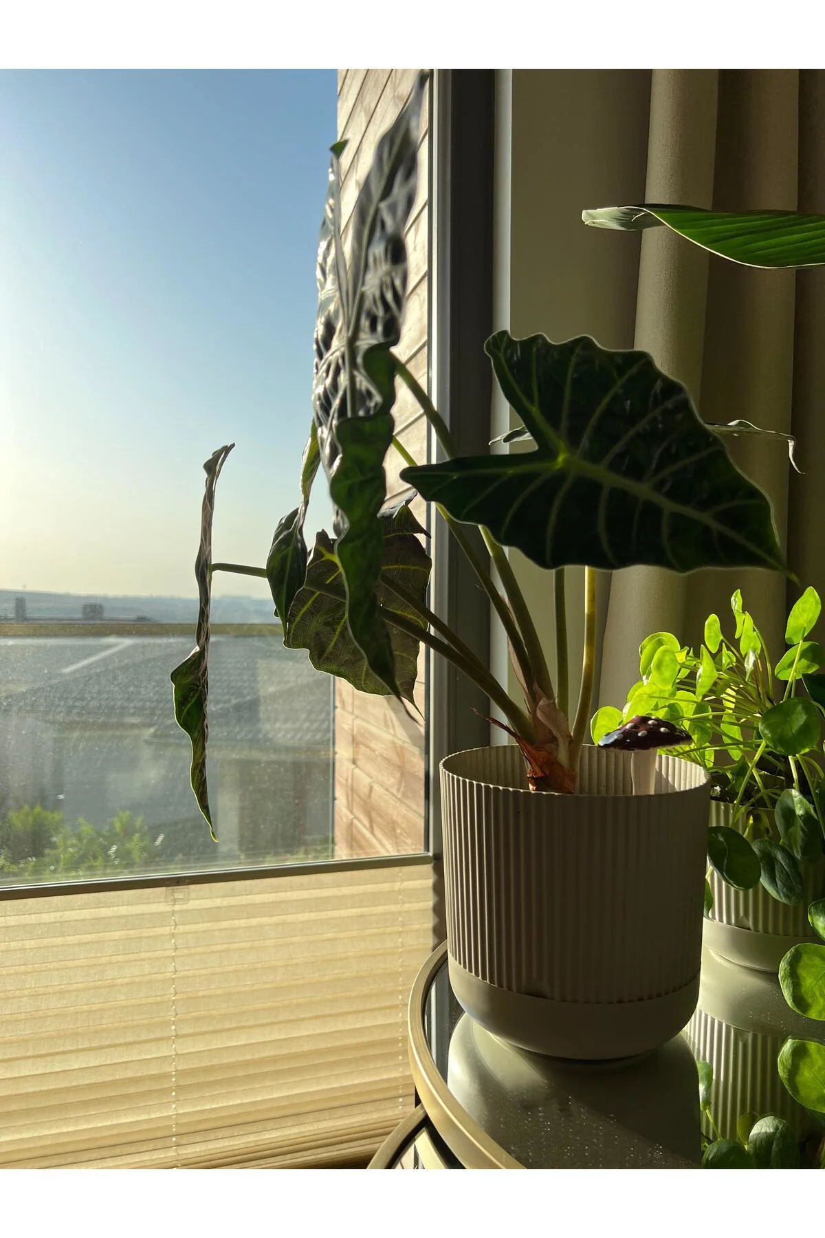 Nostalji Saksı: 1,8 Lt