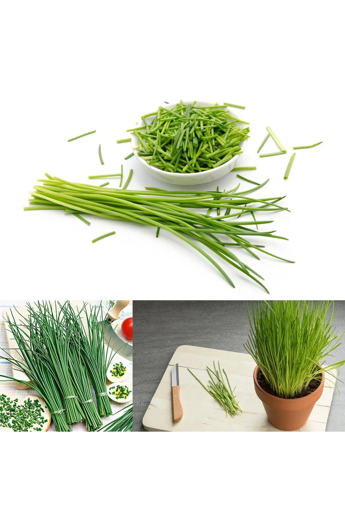 Onion chives Frenk soğanı tohumu soğan otu ince yapraklı Fiyatı, Yorumları ve Özellikleri