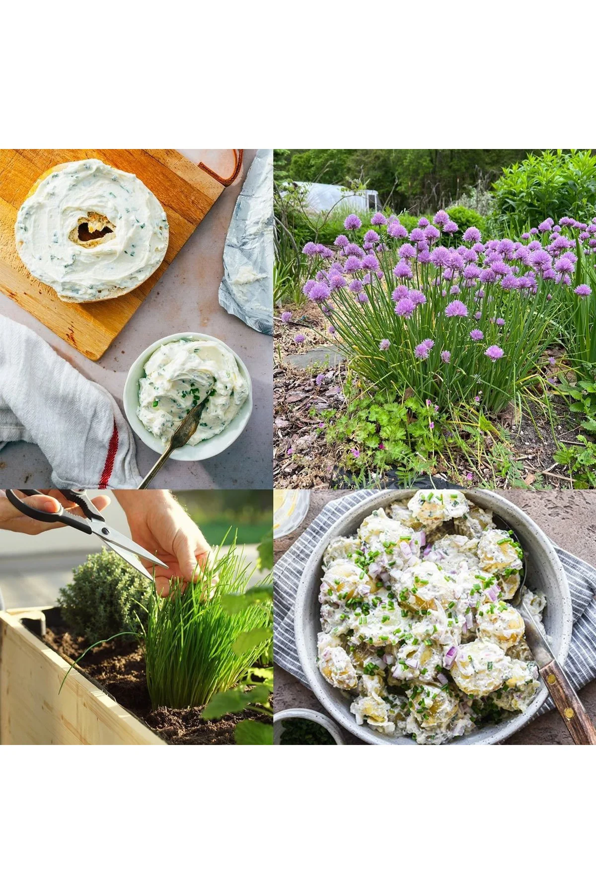 Onion chives Frenk soğanı tohumu soğan otu ince yapraklı Fiyatı, Yorumları ve Özellikleri