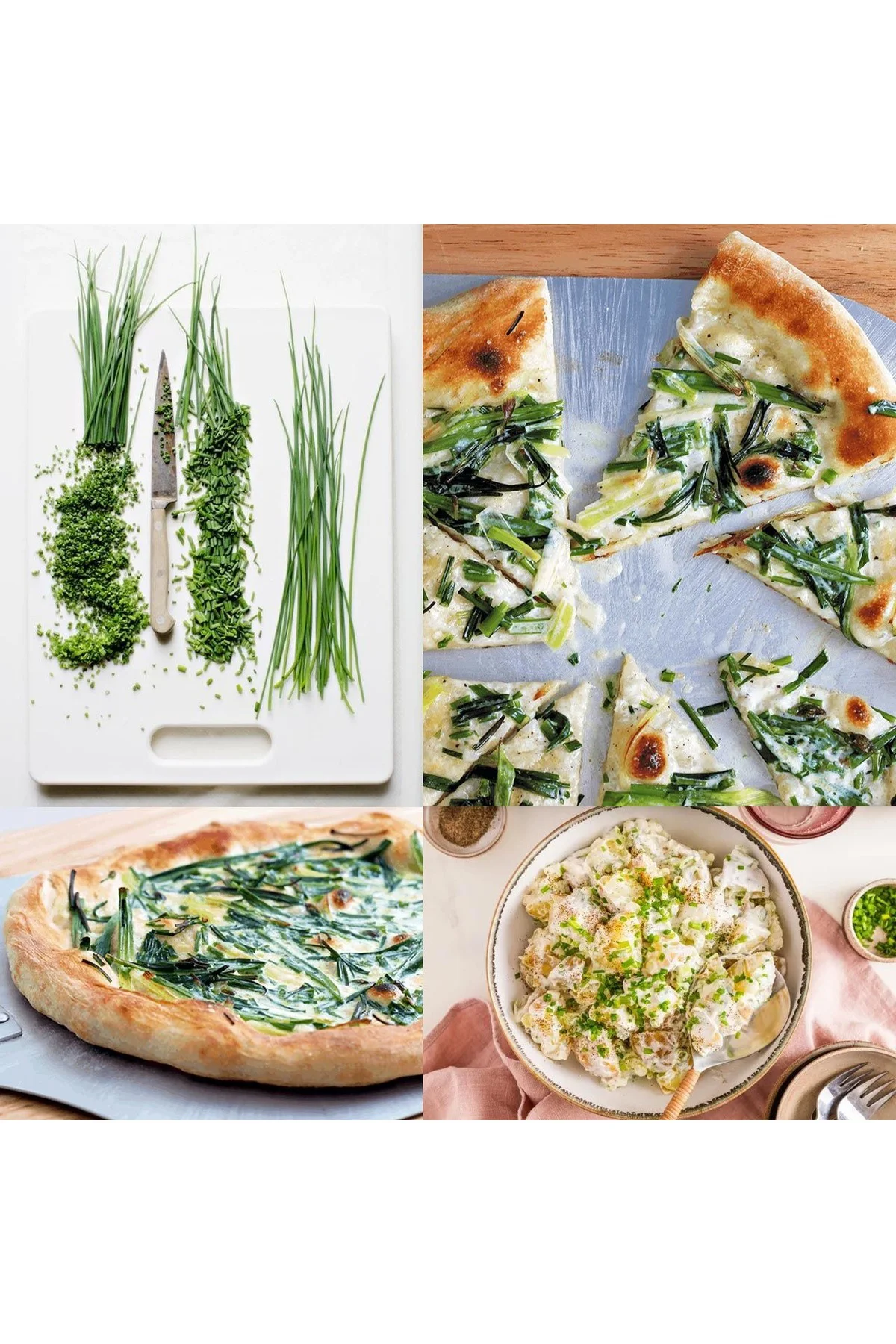 Onion chives Frenk soğanı tohumu soğan otu ince yapraklı Fiyatı, Yorumları ve Özellikleri