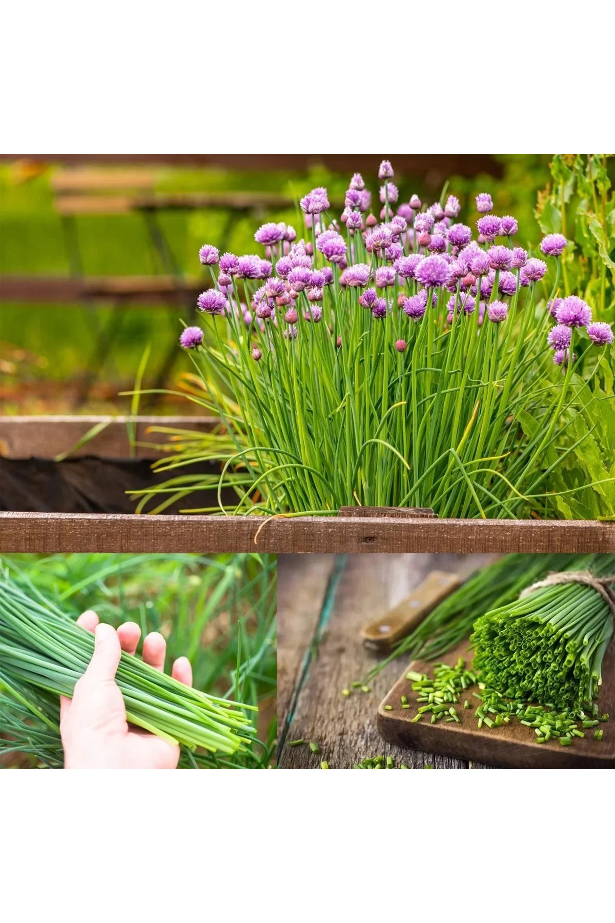 Onion chives Frenk soğanı tohumu soğan otu ince yapraklı Fiyatı, Yorumları ve Özellikleri