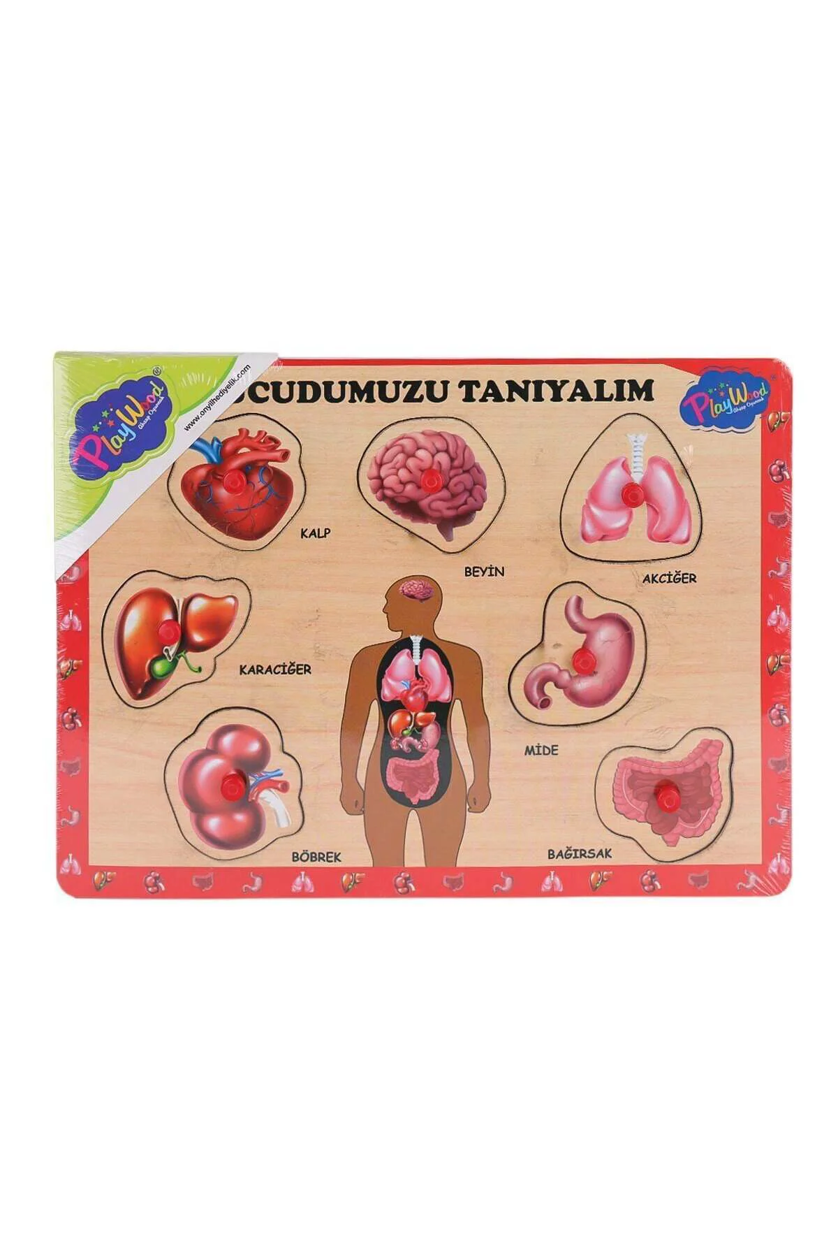 Ony-287 288 Ahşap Tutmalı Vücumuzu Tanıyalım-Onyıl Oyuncak