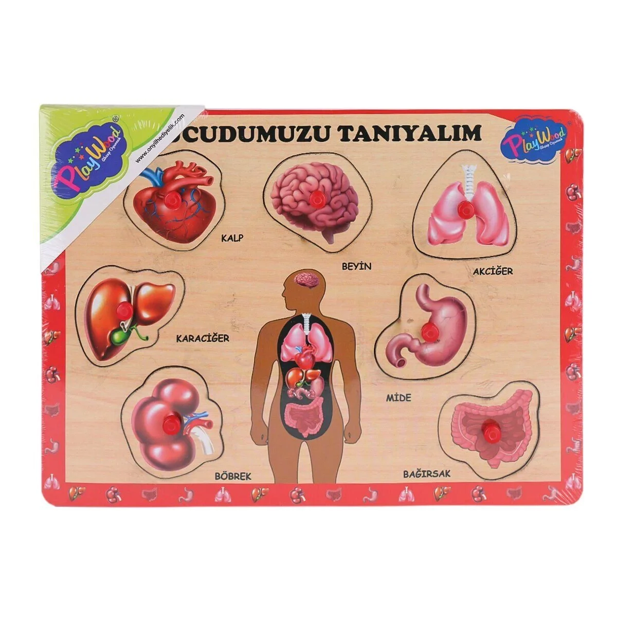 ONY-287 288 Ahşap Tutmalı Vücumuzu Tanıyalım -Eco Lounge