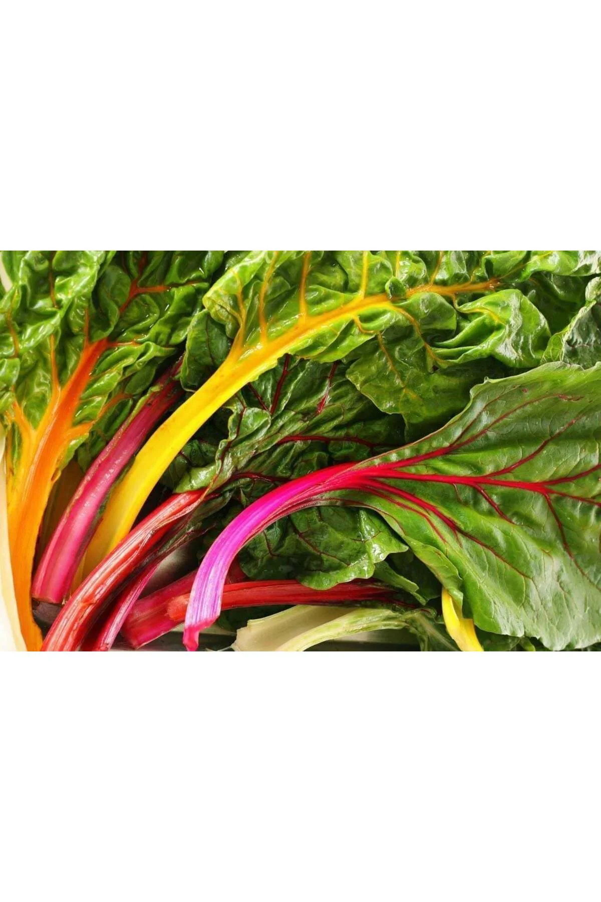 Orange fantasia turuncu pazı tohumu chard