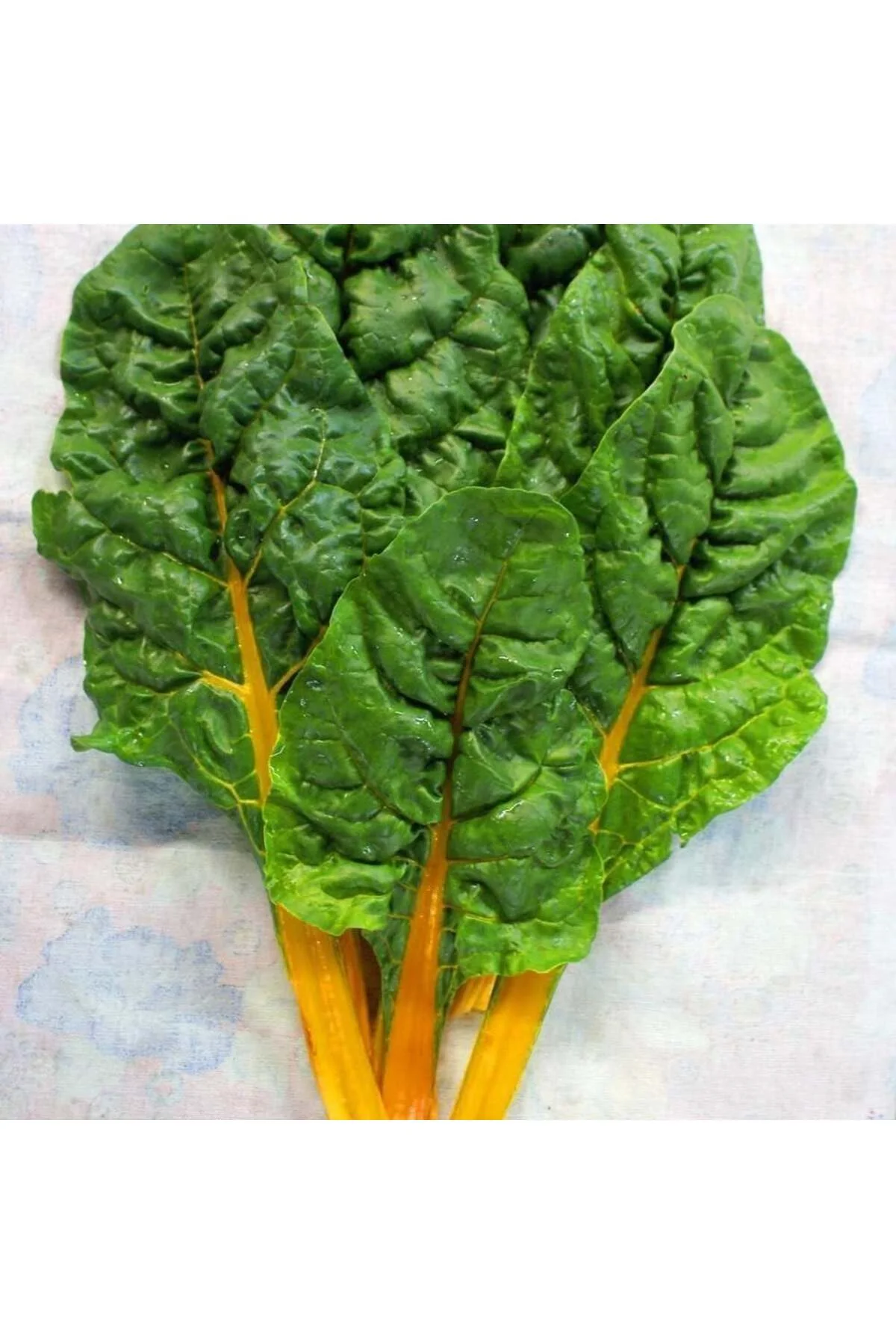 Orange fantasia turuncu pazı tohumu chard