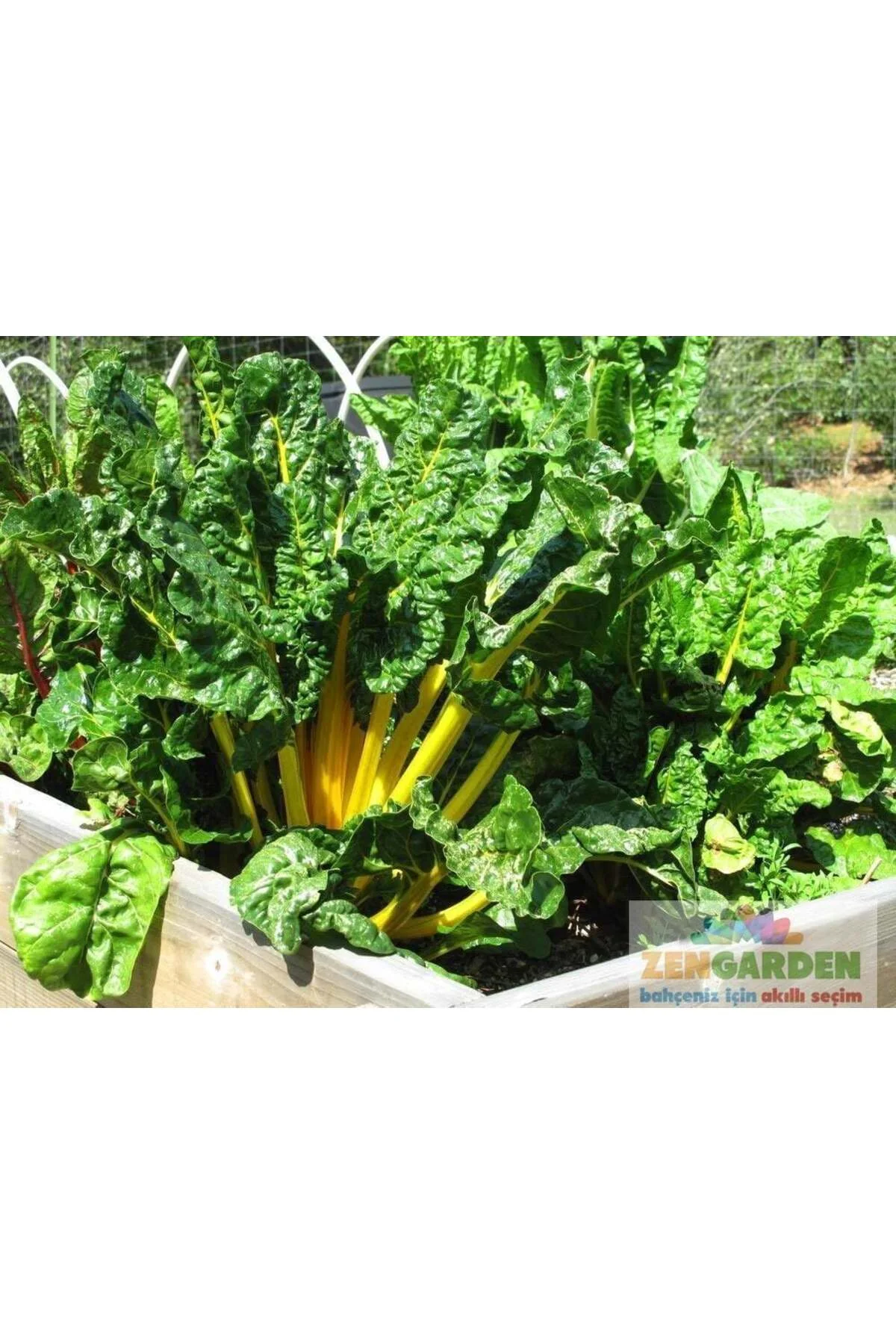 Orange fantasia turuncu pazı tohumu chard
