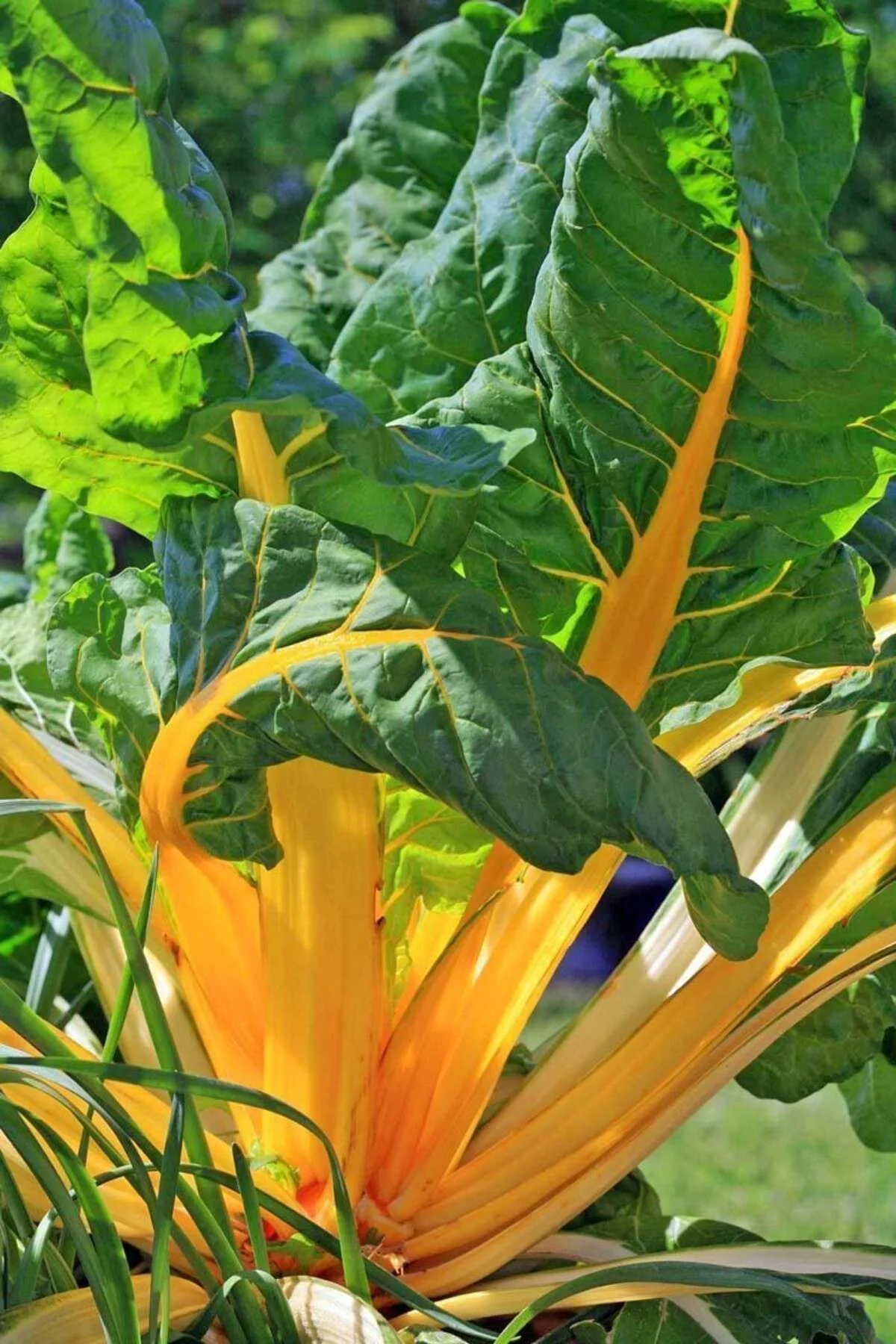 Orange fantasia turuncu pazı tohumu chard