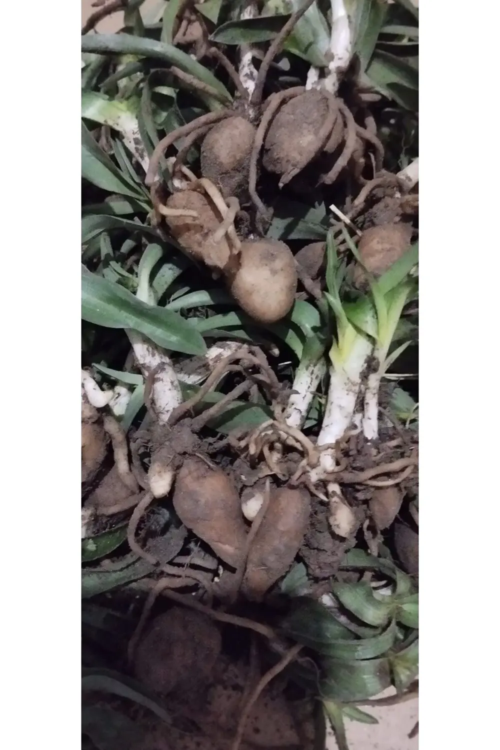 Orchis Sancta 200 Adet Fide Olarak Göndrim Yapılacaktır