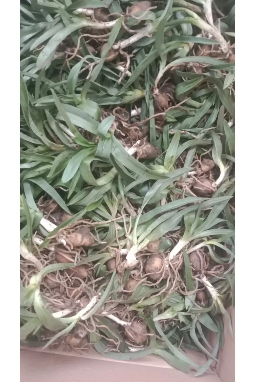 Orchis Sancta 200 Adet Fide Olarak Göndrim Yapılacaktır