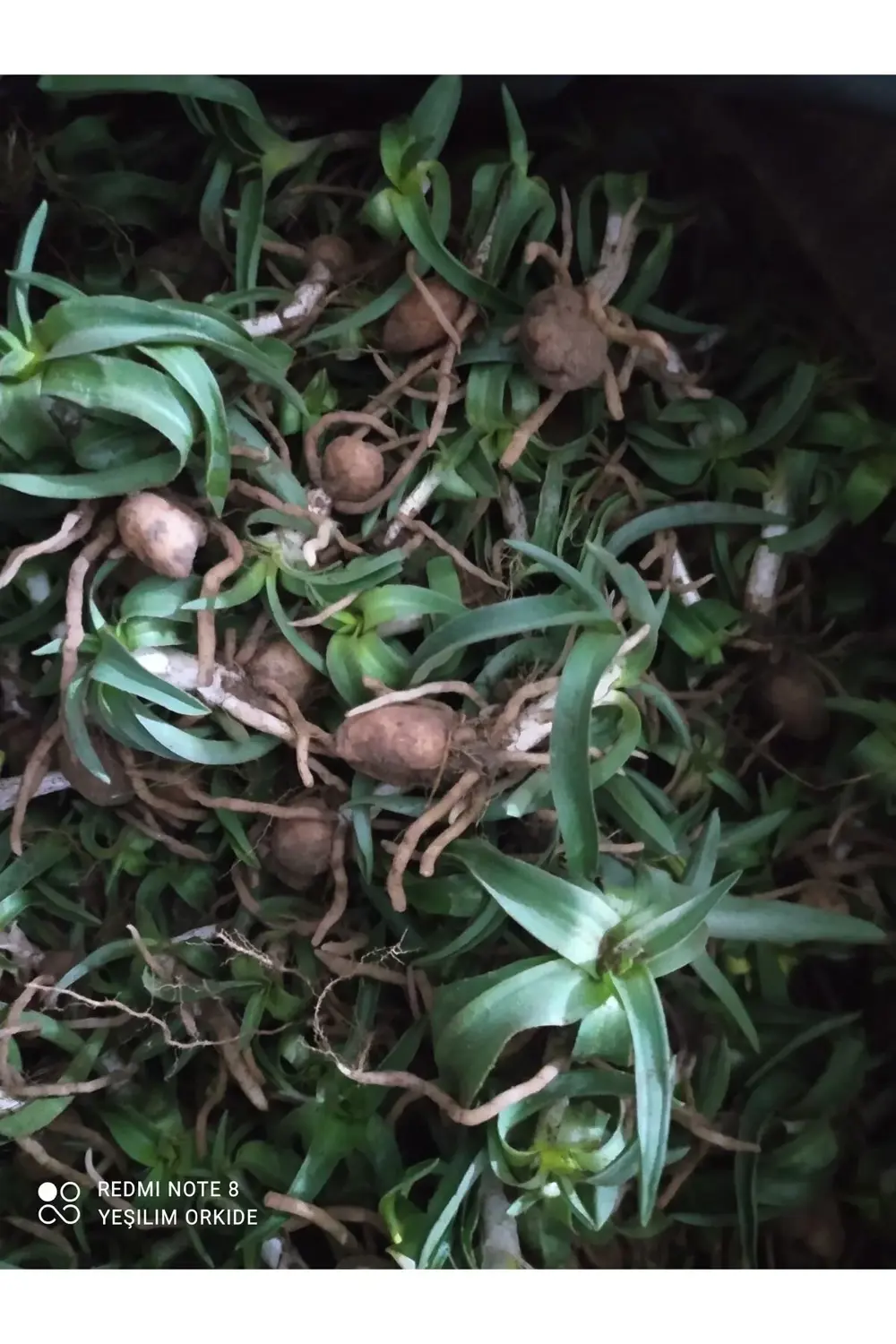 Orchis Sancta 200 Adet Yumru Olarak Göndrim Yapılacaktır