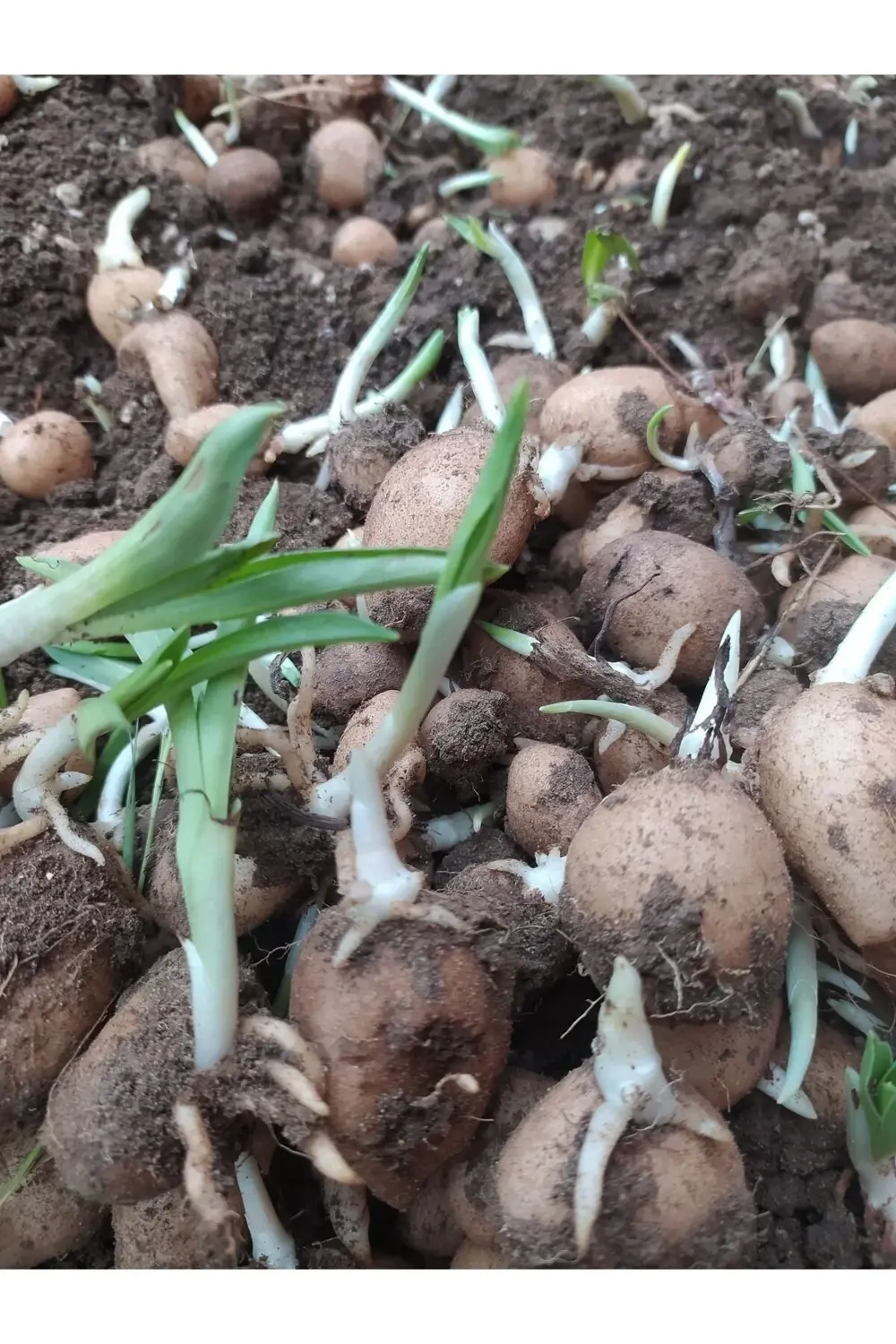 Orchis Sancta 200 Adet Yumru Olarak Göndrim Yapılacaktır