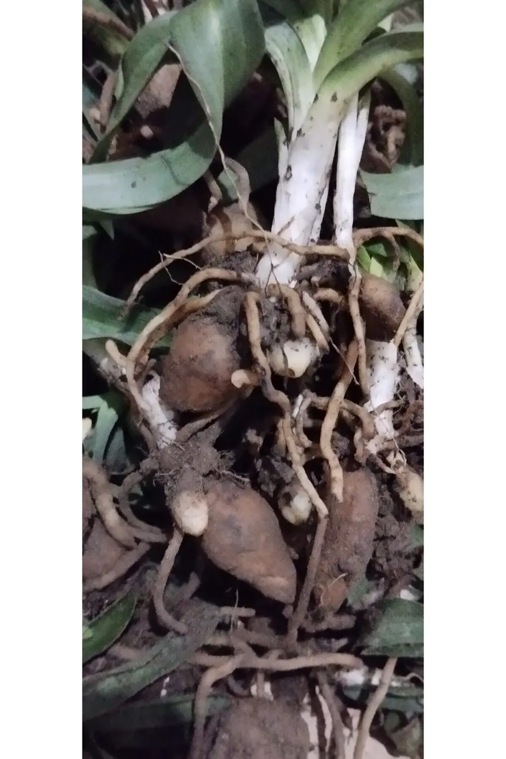 Orchis Sancta Salep Fidesi 50 Adet