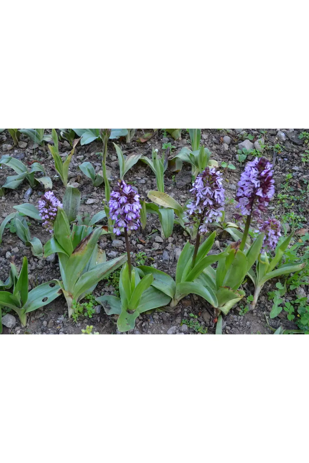 Orchis Sancta Salep Fidesi 50 Adet