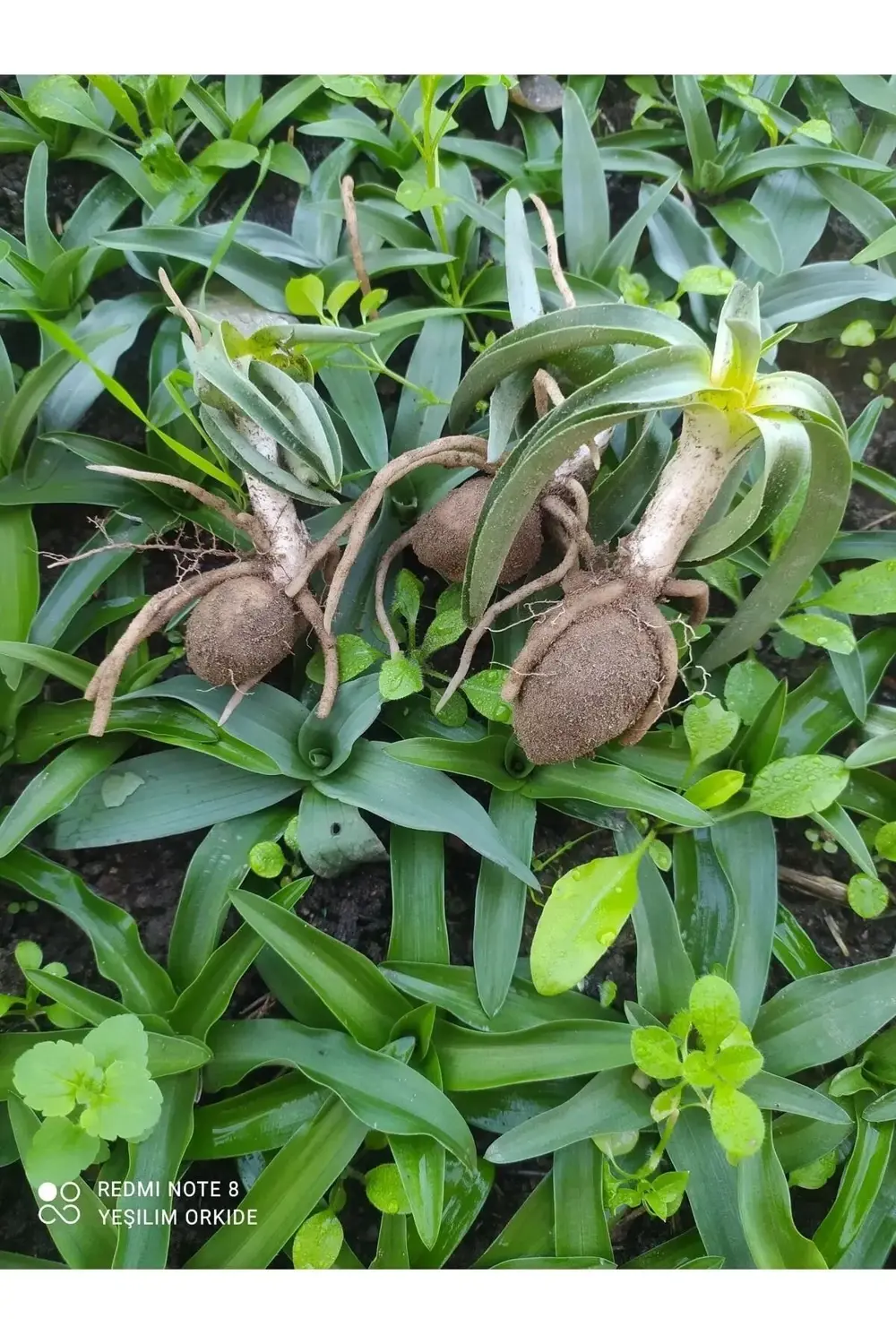 Orchis Sancta Salep Yumrusu 50 Adet Orchis Sancta Salep Yumrusu 50 Adet