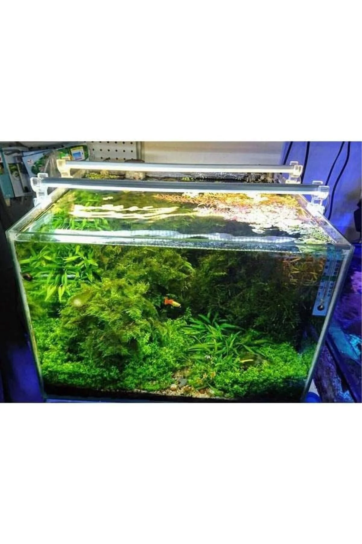OrionLed Akvaryum Led Aydınlatma Daylight 30Cm 3000K