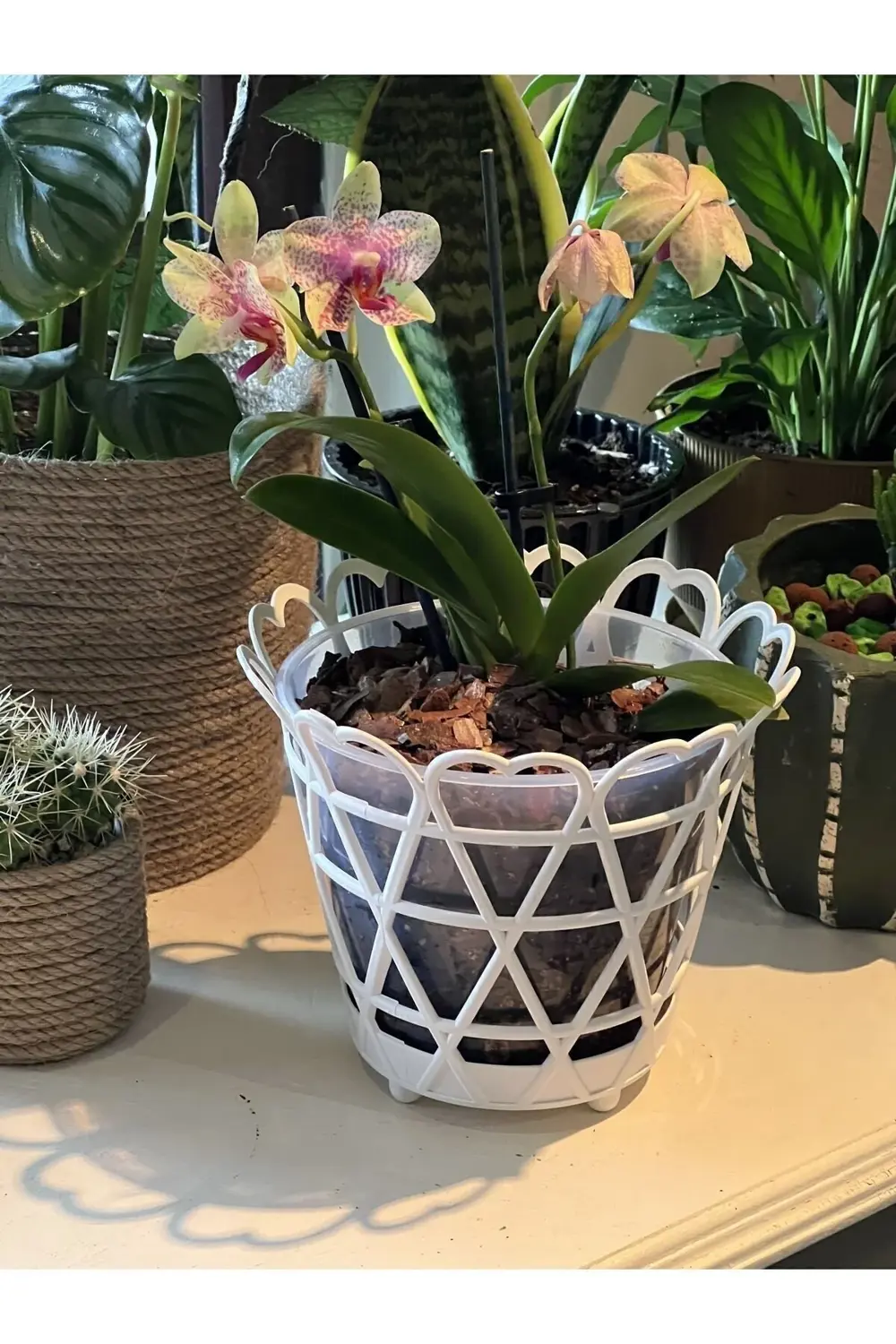 Orkide Saksı 1,5 Litre
