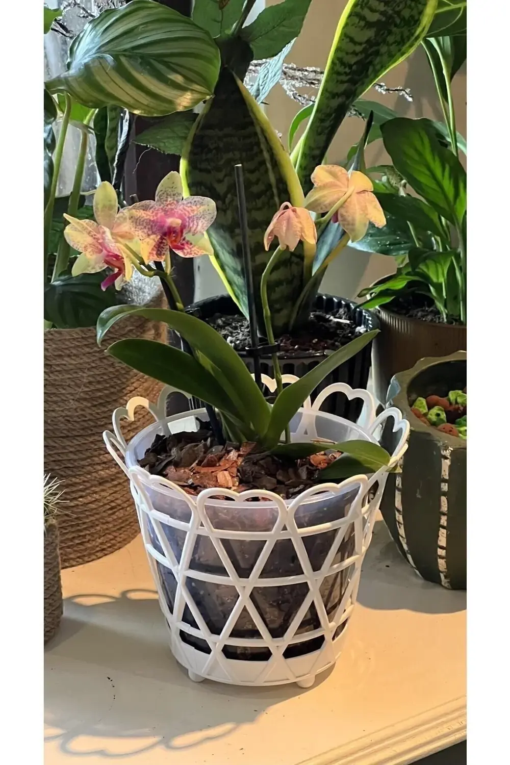 Orkide Saksı 1,5 Litre