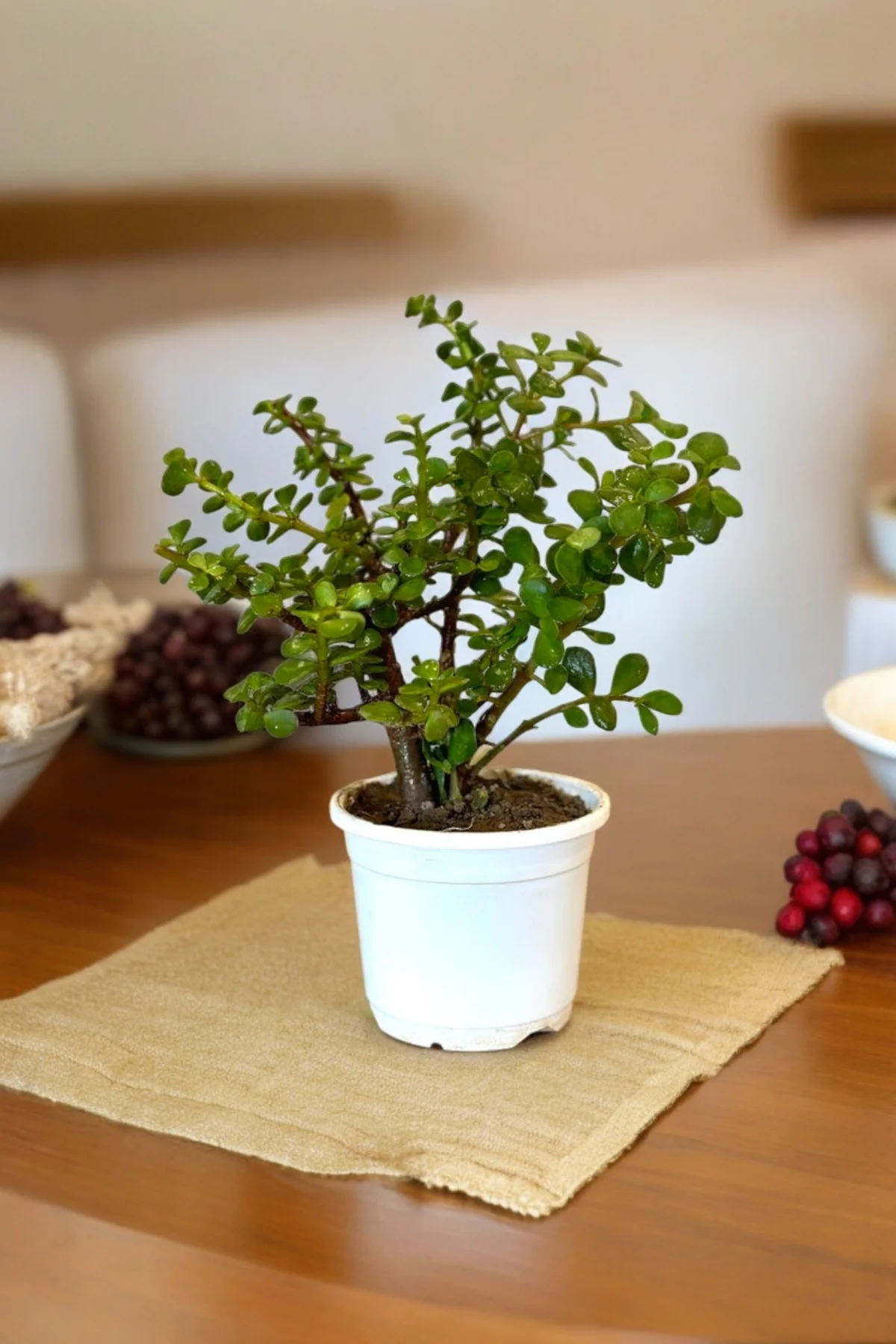 Orta Boy Para Bonsai Para Çiçeği 12 cm saksıda - Görsel 3