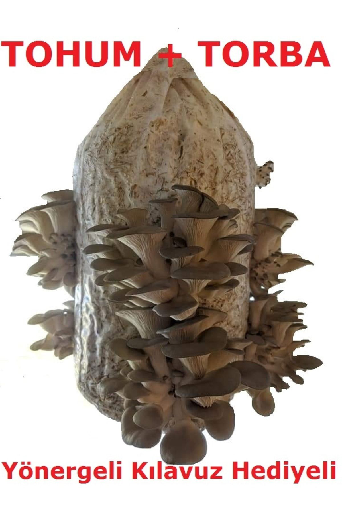 Tohumgübre Ortalama 1000 Adet İstiridye Kavak Kayın Mantarı Tohumu, Mantar E