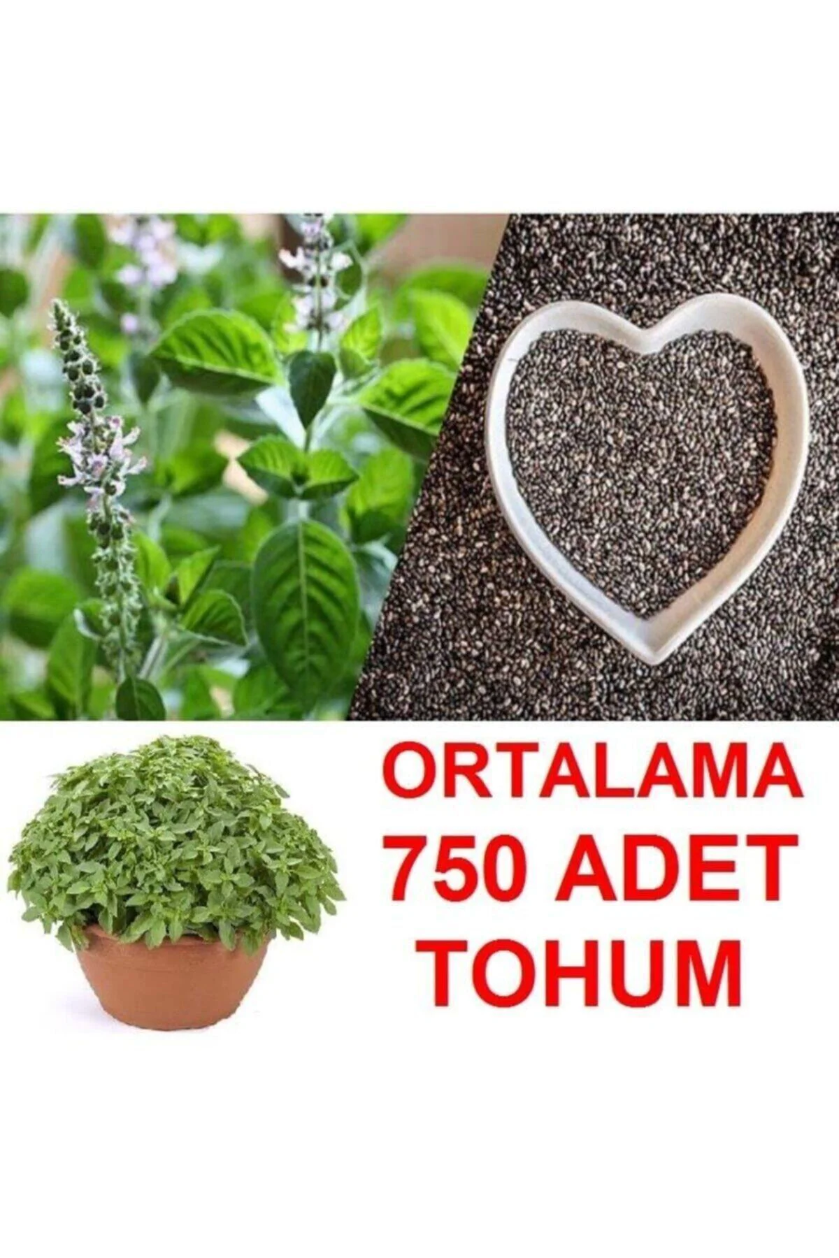 Ortalama 750 Adet Yeşil Top Reyhan Tohumu + Hediye Üzüm Fidanı To