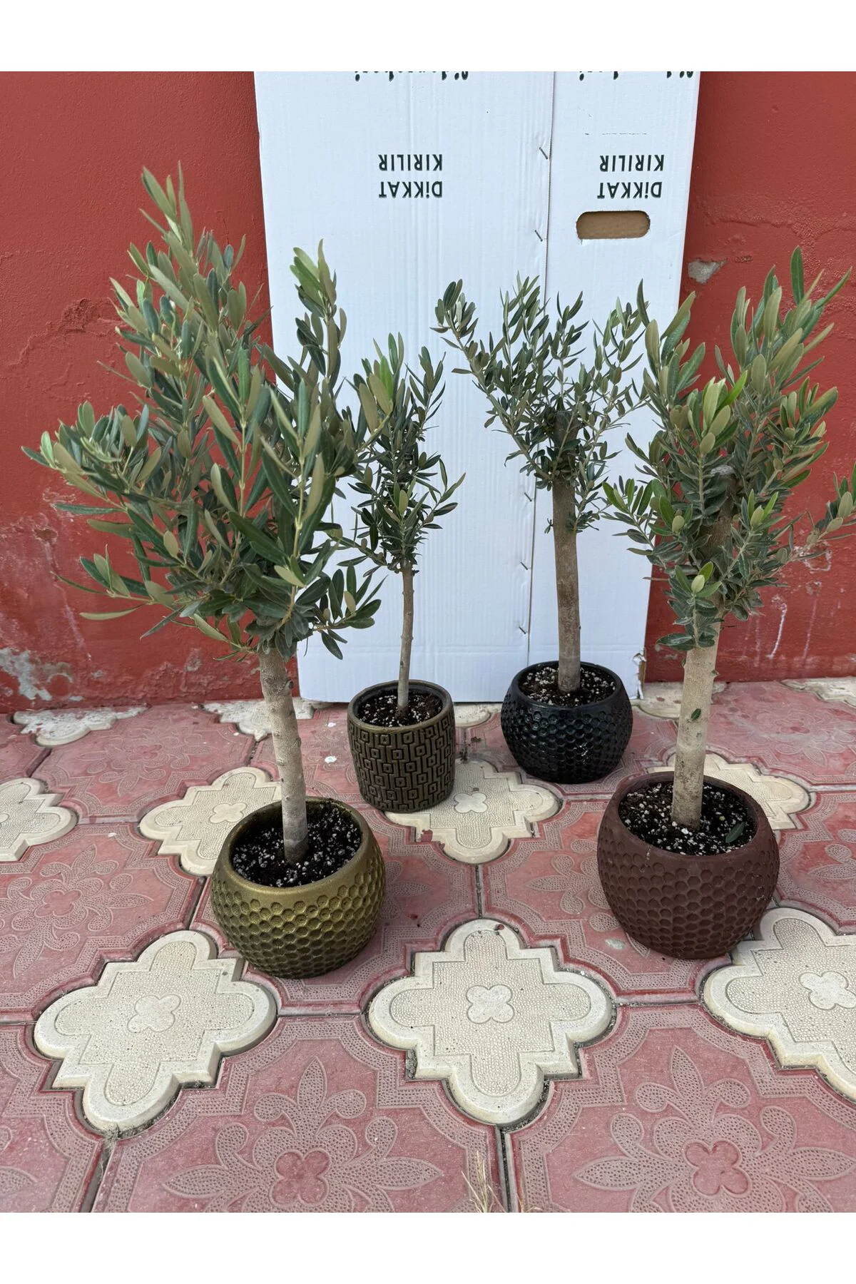 Özel Alçı Saksıda Bonzai Zeytin Fidanı - Görsel 6