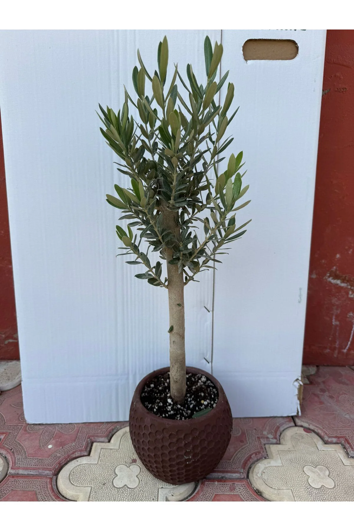 Özel Alçı Saksıda Bonzai Zeytin Fidanı