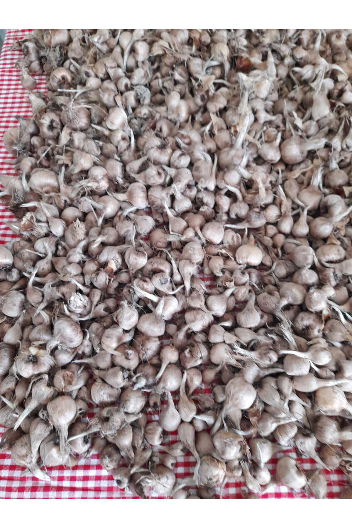 Özel Dikime Hazır Yerli Üretim Büyük Boy 1. Kalite Safranbolu Saf