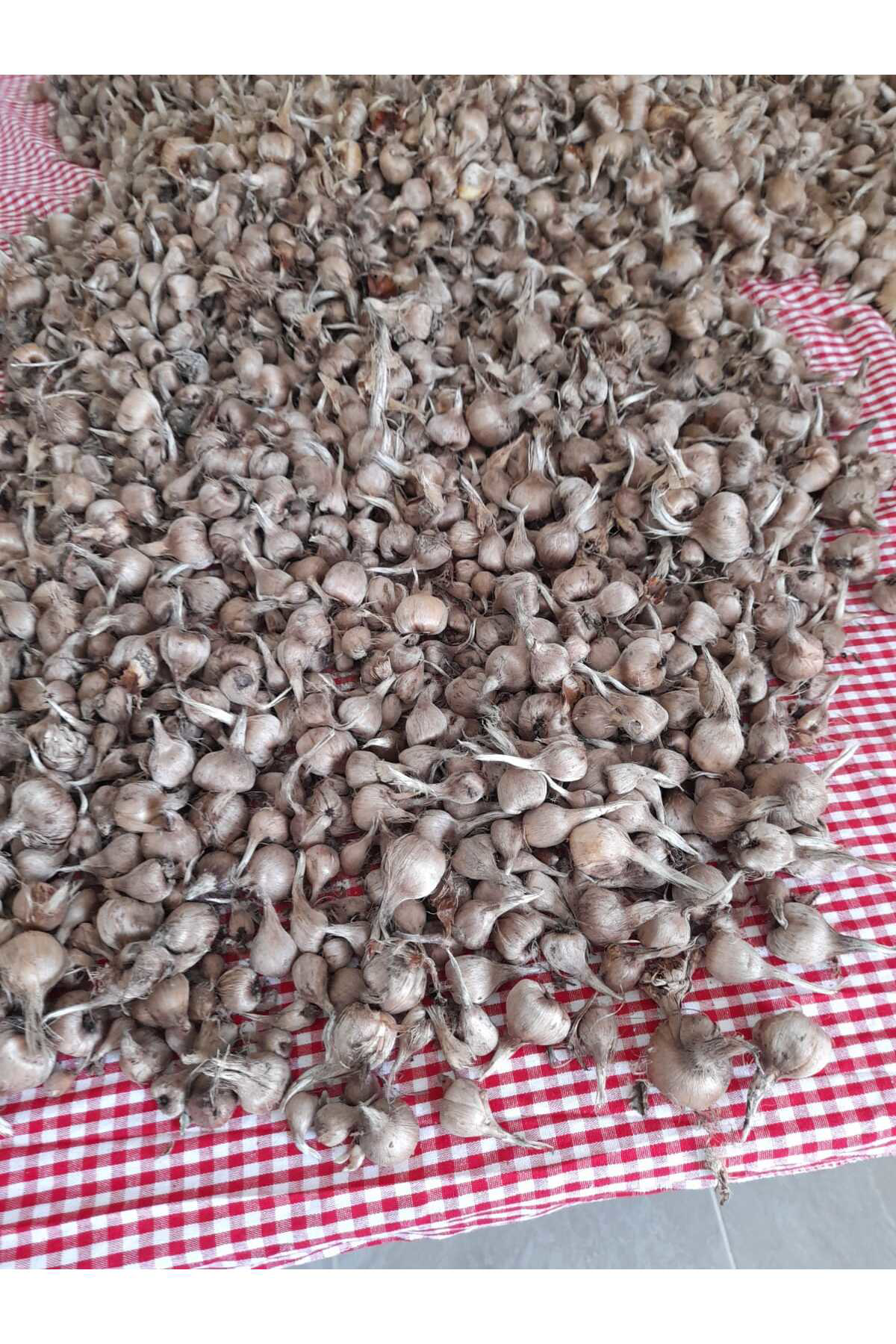 Özel Dikime Hazır Yerli Üretim Büyük Boy 1. Kalite Safranbolu Saf