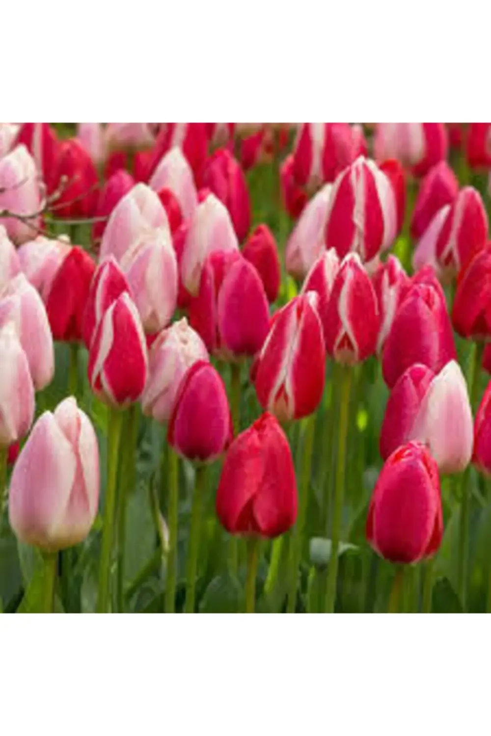 Özel Seri Karışık Lale Soğanı 5 Adet